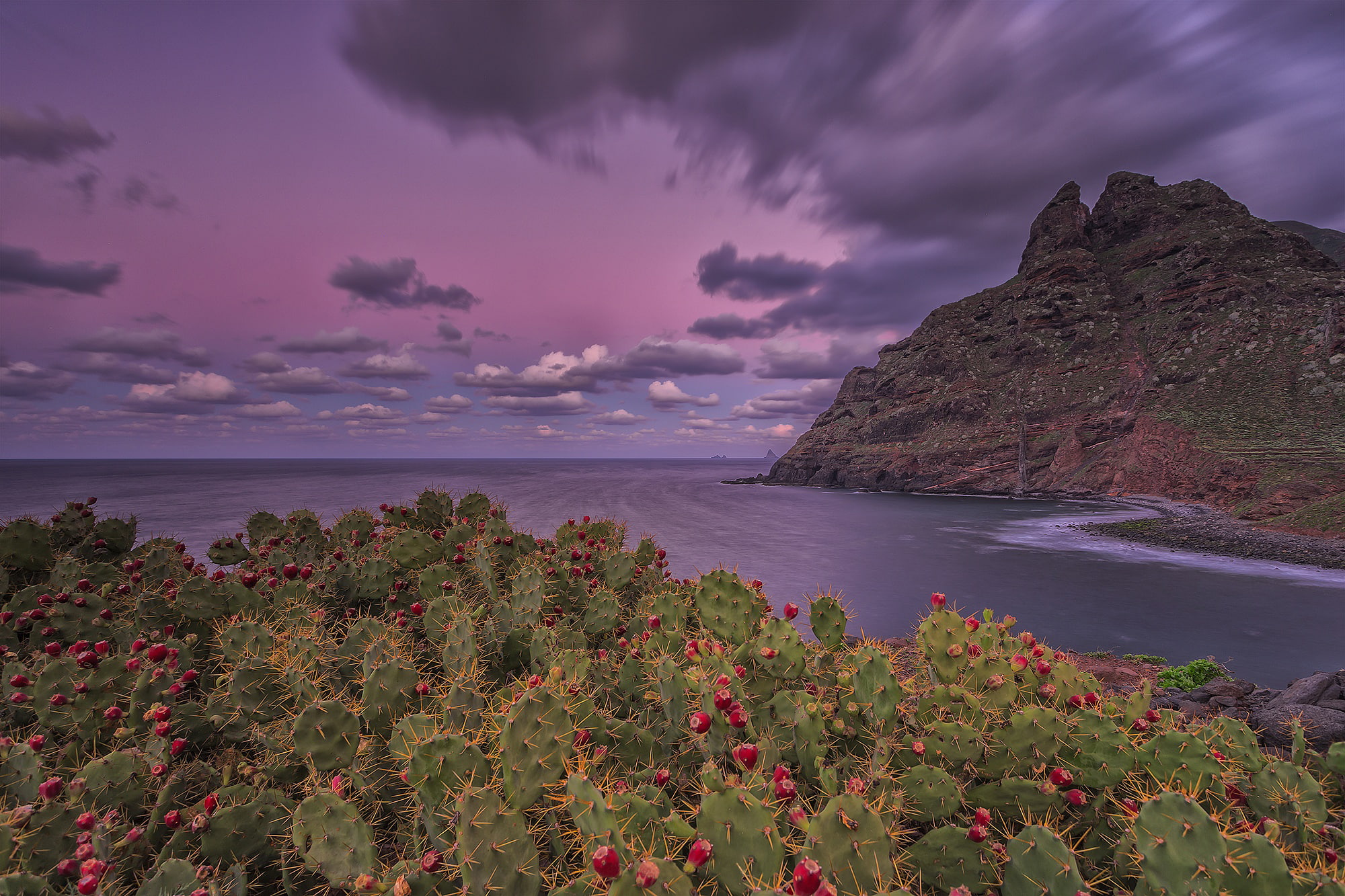 scenics - nature, sunset, plant, rocks, bloom, the sky, flower, tranquility, cloud - sky, idyllic, horizon, mountains, clouds, beauty in nature, tranquil scene, HD Wallpaper