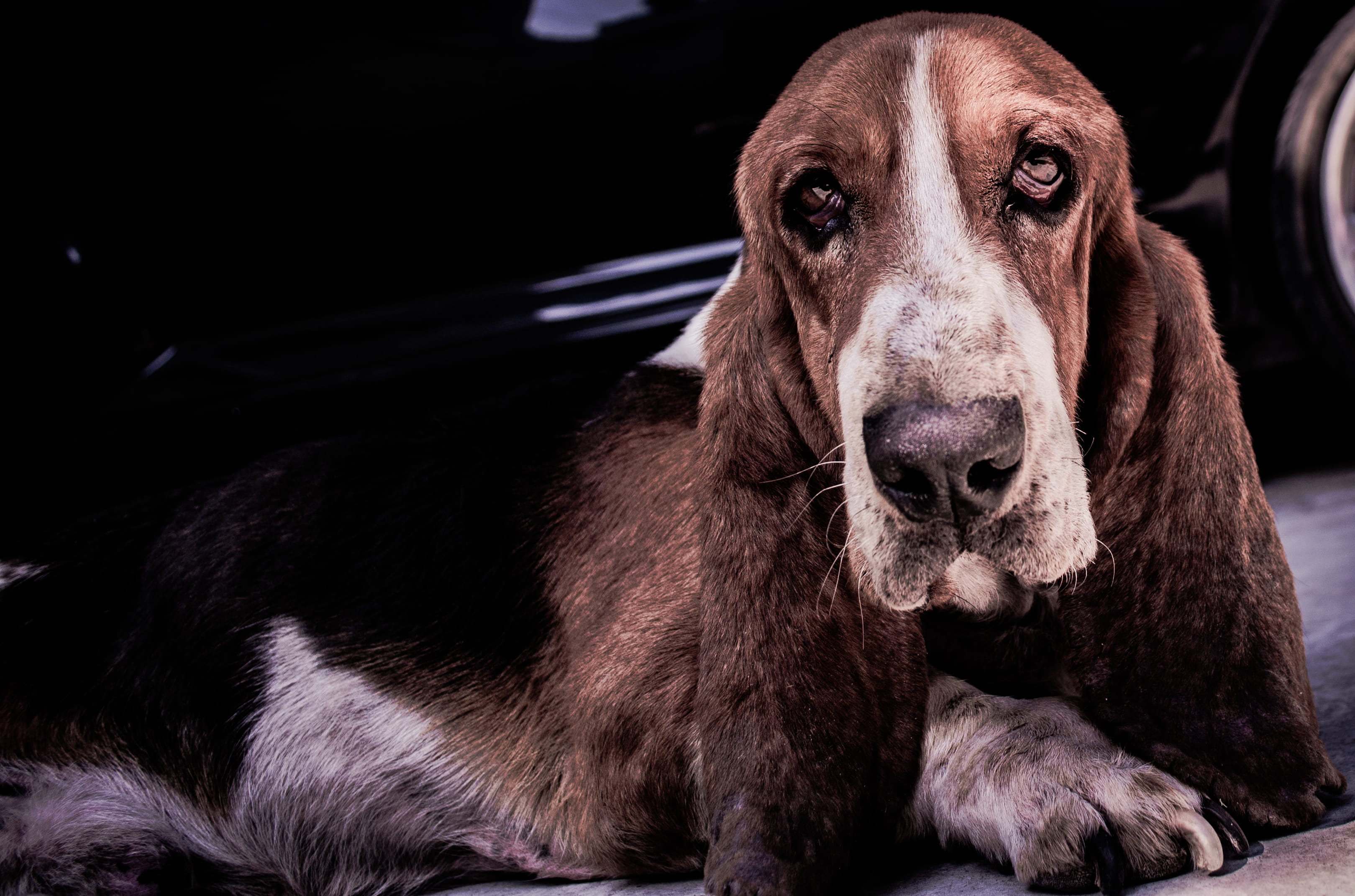 dog, looking at camera, animal body part, close-up, mammal, 2K, canine, mexico, snout, no people, brown, focus on foreground, indoors, domestic, black background, HD Wallpaper