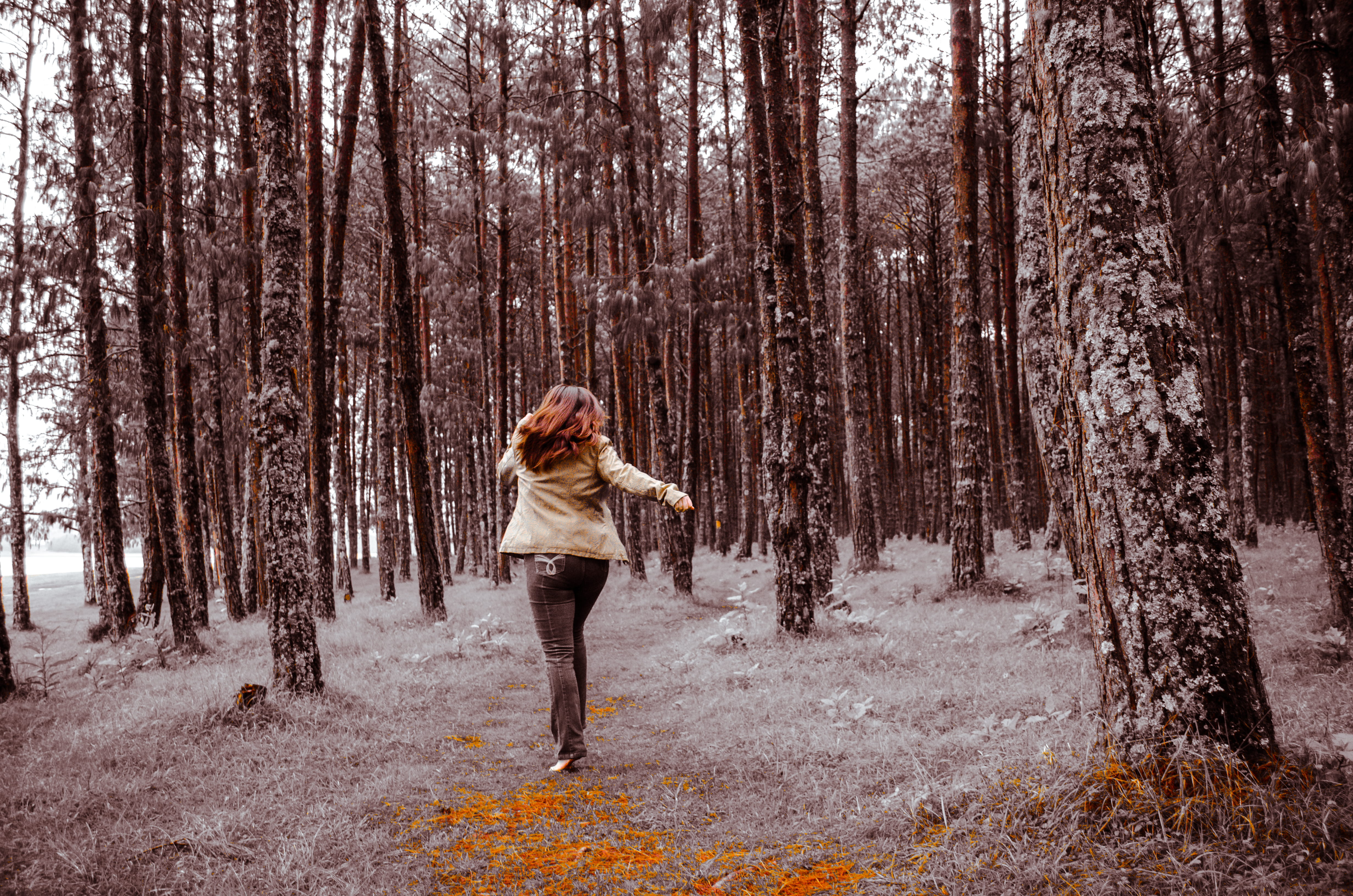 hairstyle, casual clothing, real people, forest, 4K, tree, woodland, mexico, lifestyles, plant, photographer, one person, adult, women, nature, outdoors, HD Wallpaper