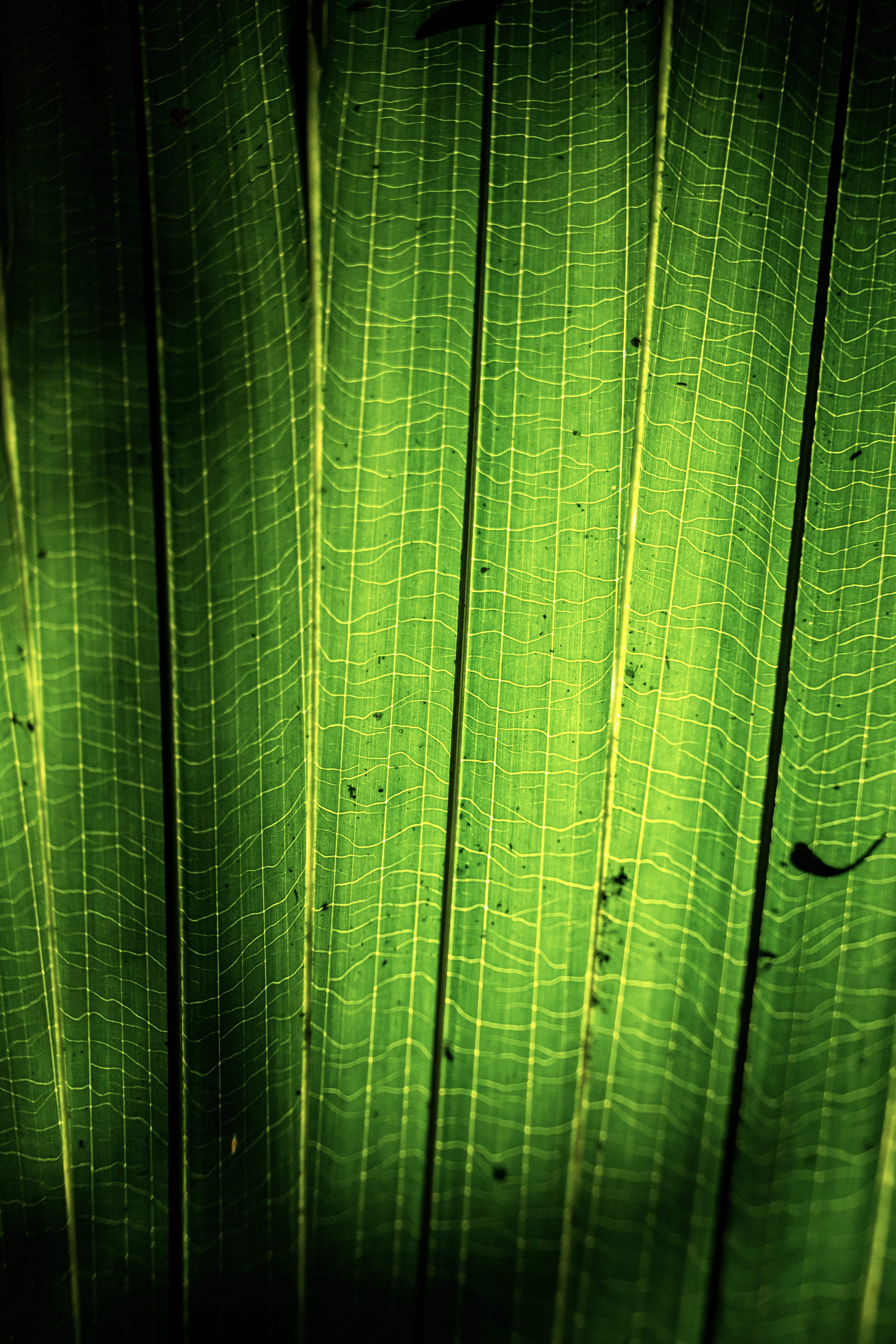 selective focus, backgrounds, d7200, full frame, mexico, green color, beauty in nature, pattern, sunlight, day, 5K, close-up, nikon, leaf, outdoors, textured, Phone HD Wallpaper