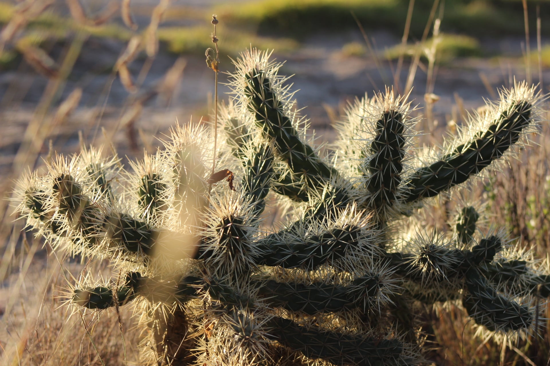 thorns, growth, desert plant, tailings, danger, plant wildlife, sign, nature, desert, green color, beauty in nature, tranquility, plant, field, semi-arid, HD Wallpaper