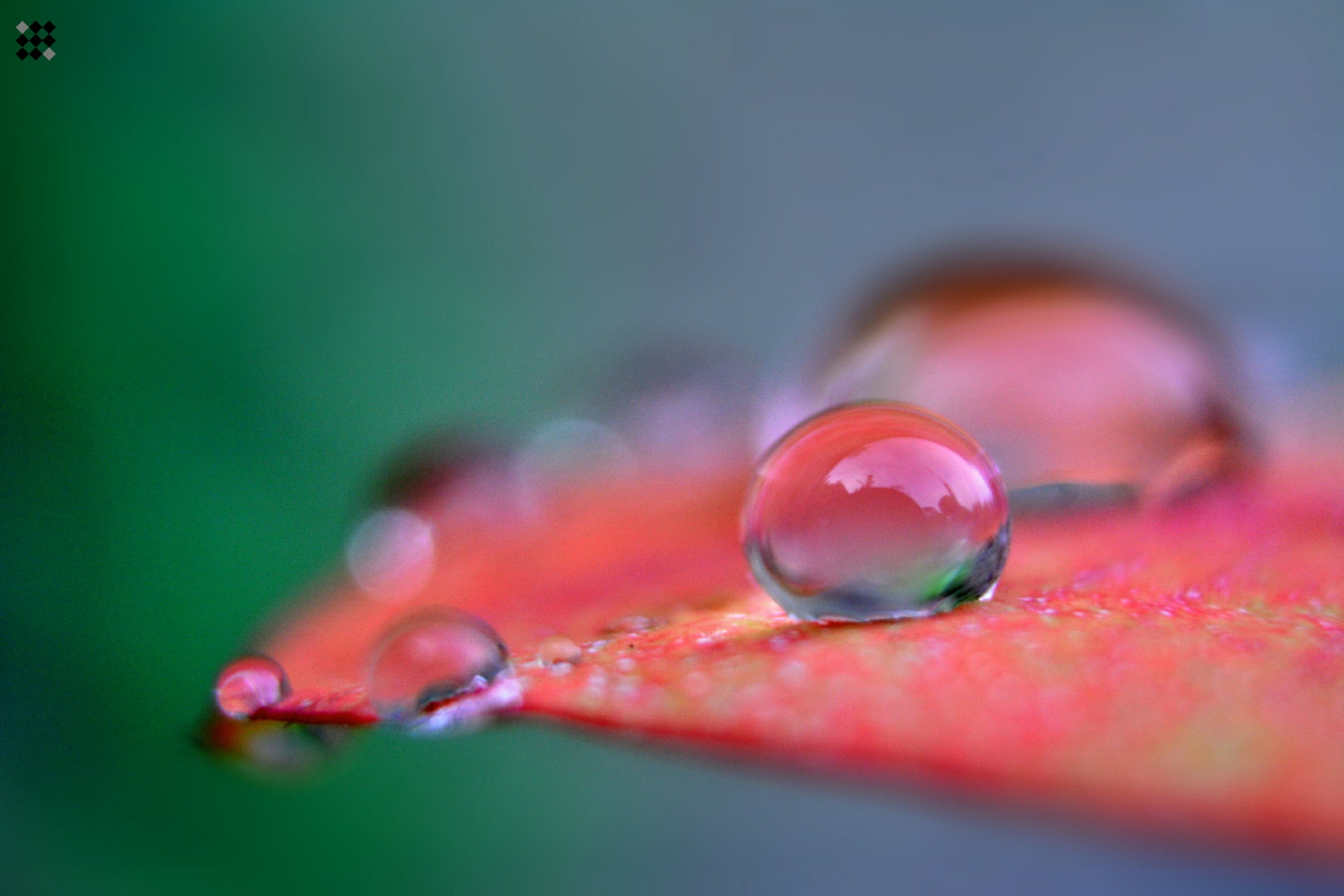droplet, 1080P, photo, dew, selected, nikon, Macro, red, nature, drops, red leaf, drop, leaf, close-up, bokeh, water, sri lanka, close up, HD Wallpaper