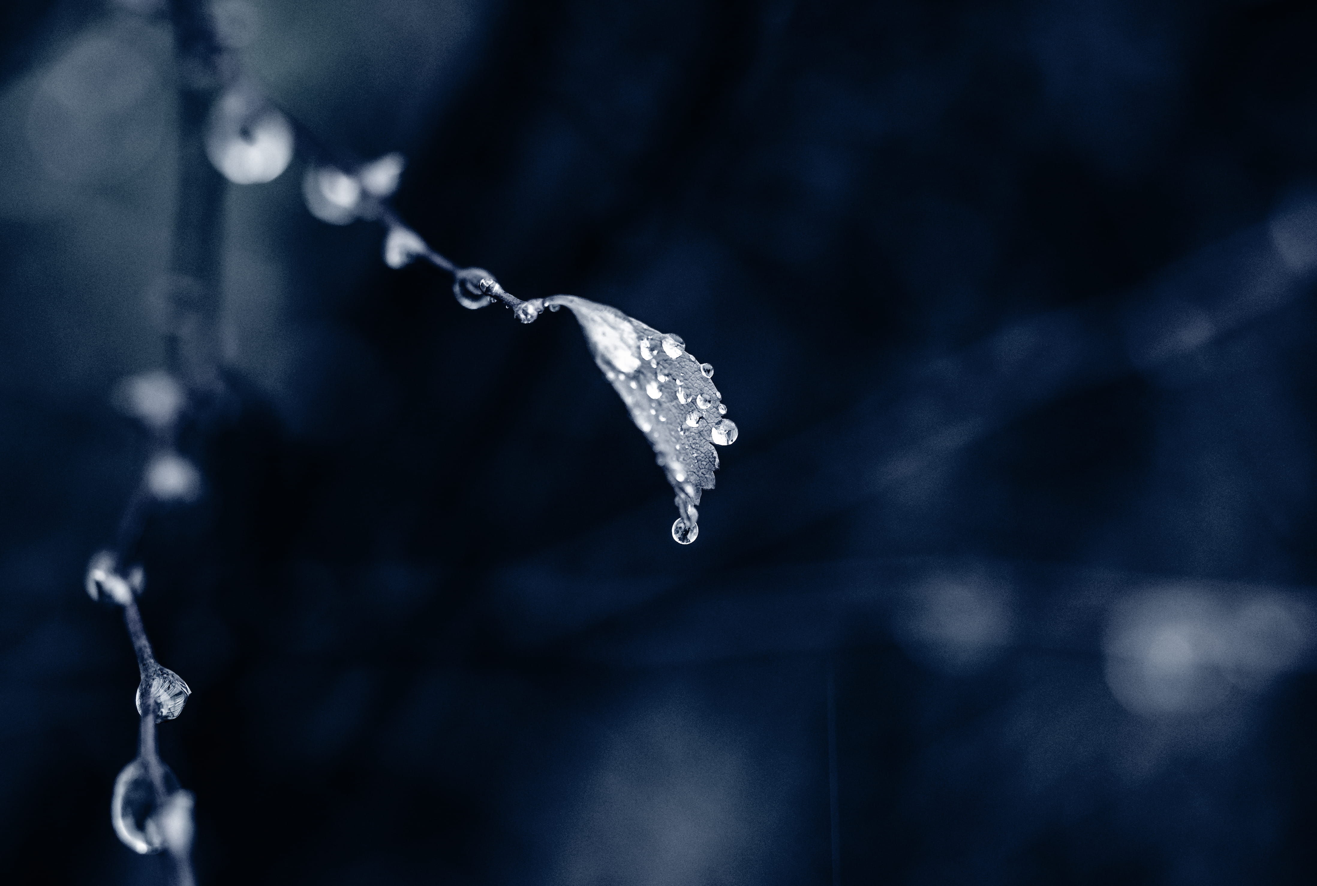 selective focus, single object, frozen, close-up, black background, winter, photo, wealth, droplets, drop of water, cold temperature, luxury, dew, macro photography, HD Wallpaper