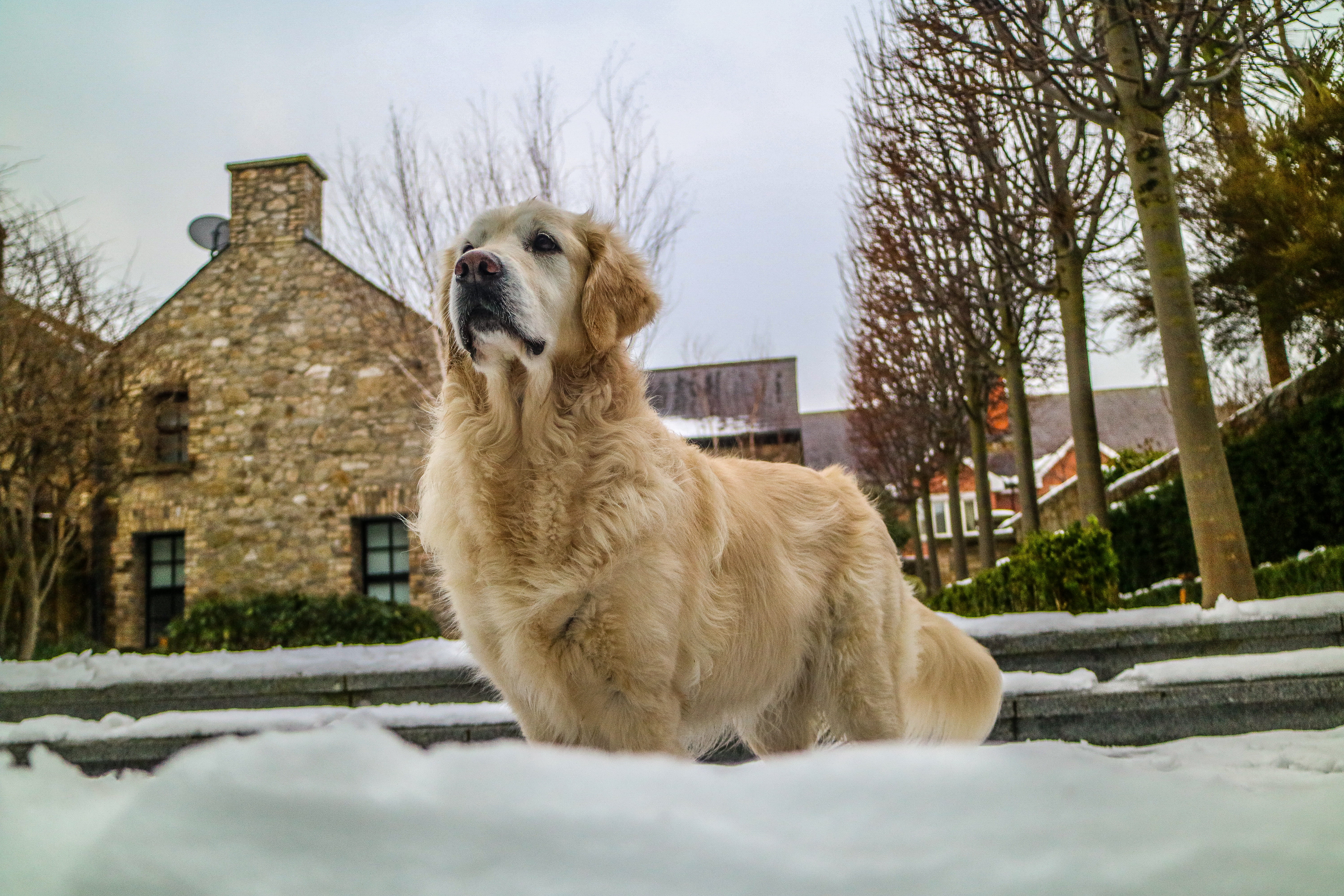 one animal, spring, tree, outside, golden, retriever, jess, dog, mammal, beauty, built structure, domestic, domestic animals, watching, winter, ireland, HD Wallpaper