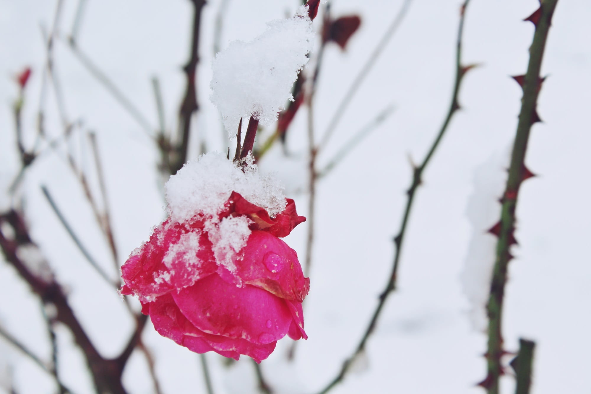 red, pink, emotion, cold temperature, love, 1080P, ice, cold, flower head, white, beauty in nature, plant, no people, flower, icy, blossom, snowing, bloom, HD Wallpaper