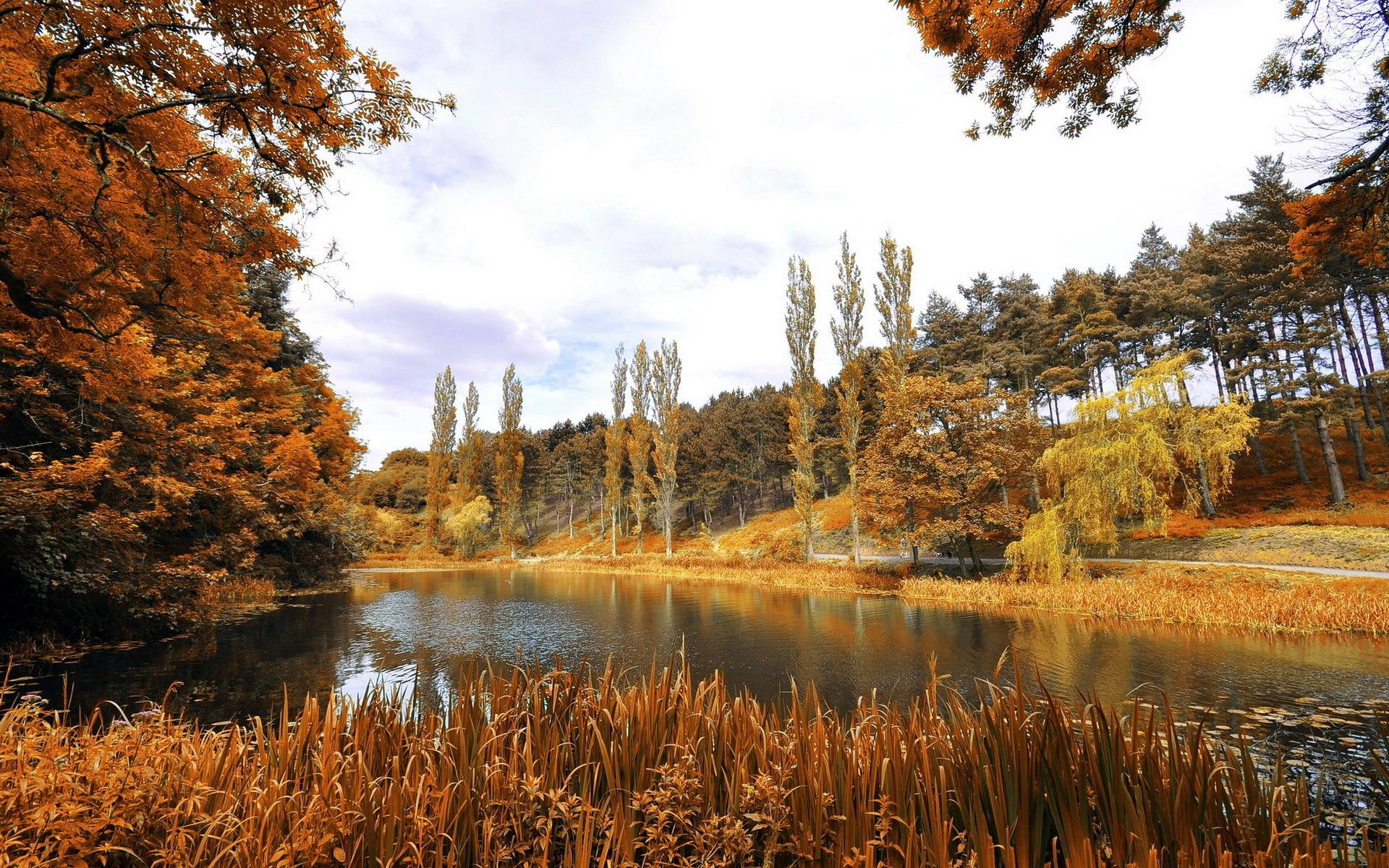 nature, dublin, 1080P, autumn, park, phoenix, nature and landscapes, HD Wallpaper