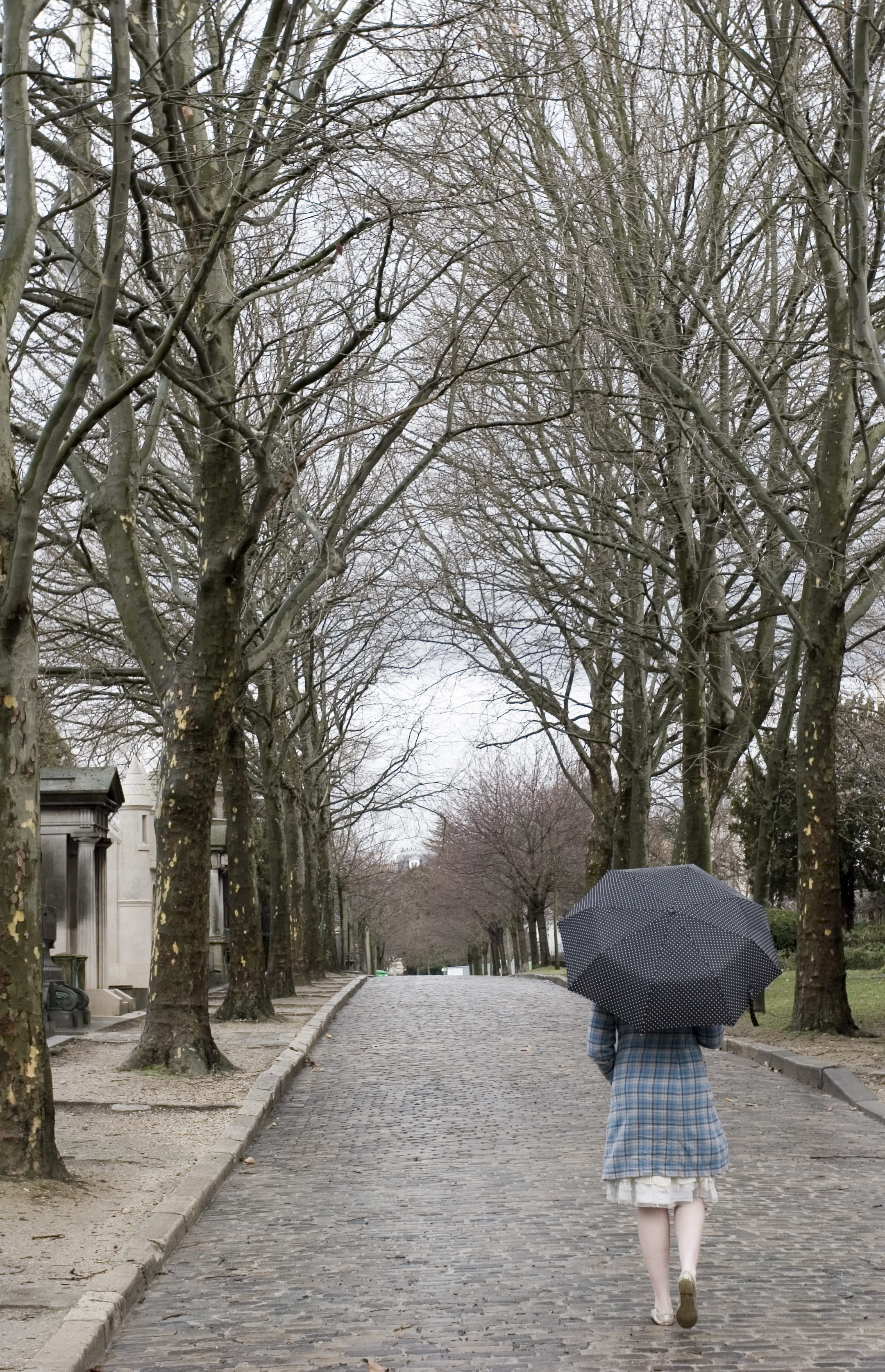 nature, overcast, walk, girl, plant, woman, bare tree, one person, rain, diminishing perspective, 2K, tree, real people, outdoors, vacation, rear view, Phone HD Wallpaper