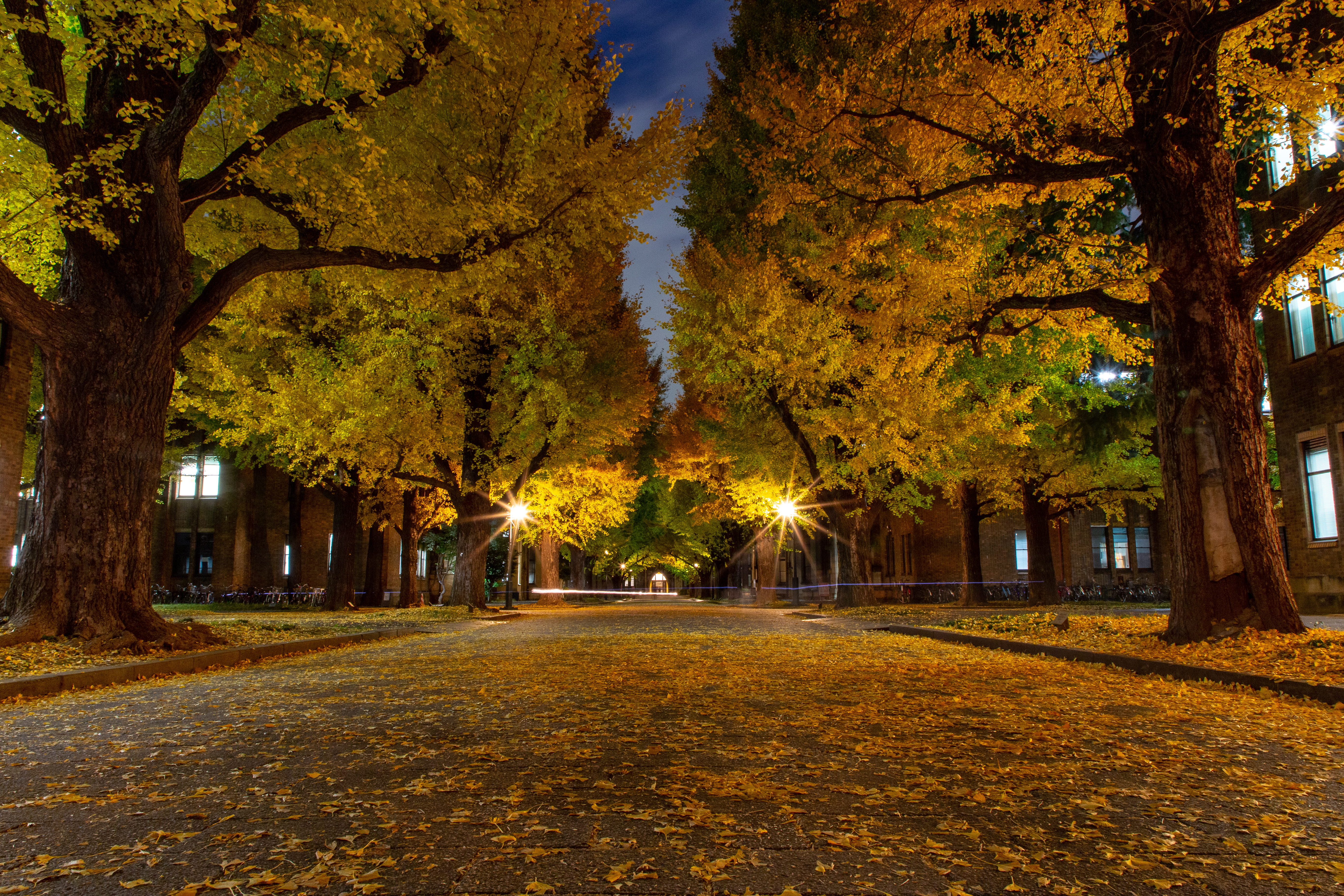 growth, park, sidewalk, tree trunk, scenery, japan, cobblestone, vegetation, outdoors, the way forward, path, diminishing perspective, light, trunk, night, HD Wallpaper