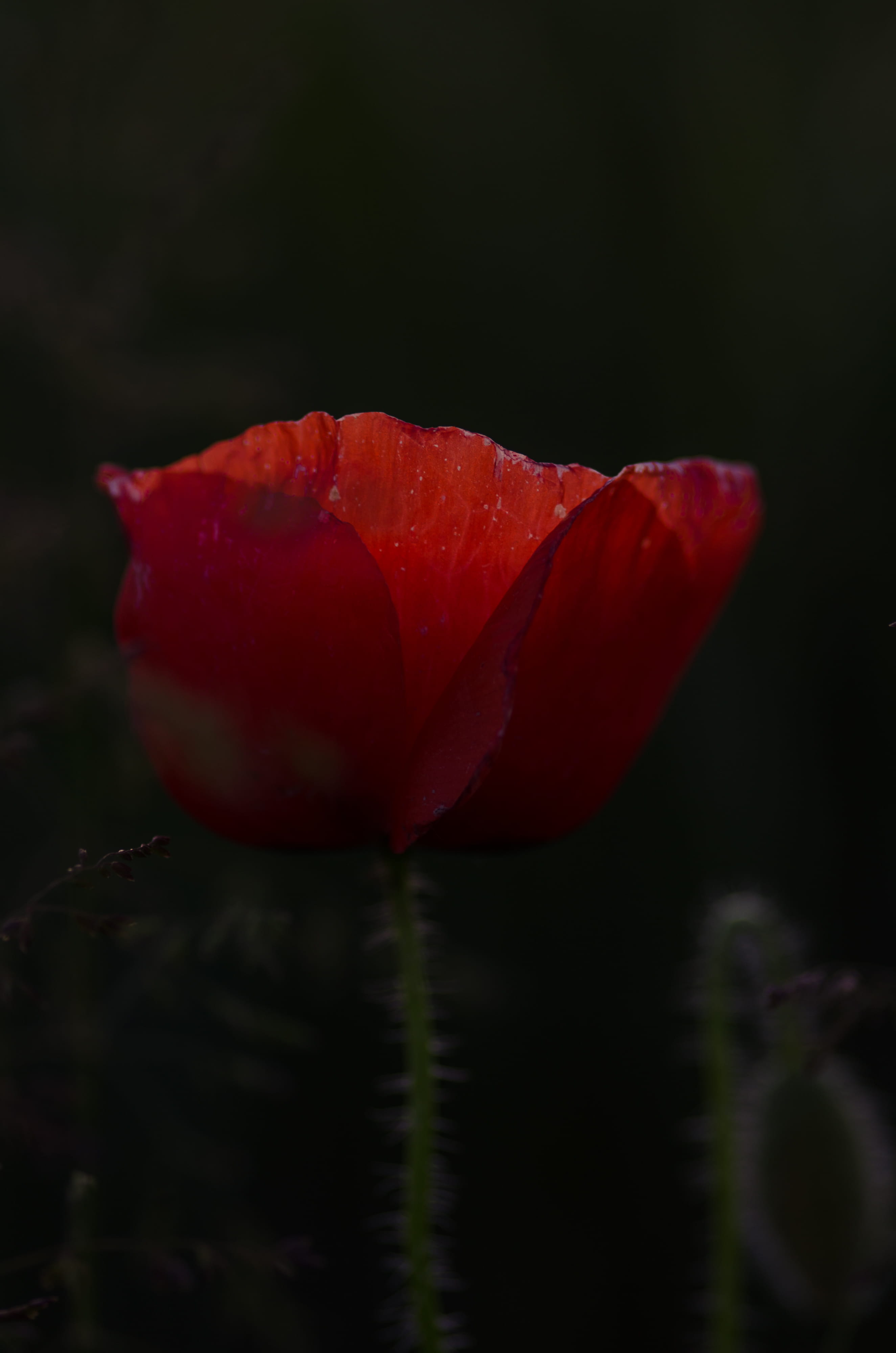 petaled, bud, flower head, growth, freshness, drop, inflorescence, plant, cylinder, nature, 4K, light, petal, flowering plant, crocus, blossom, droplet, Phone HD Wallpaper
