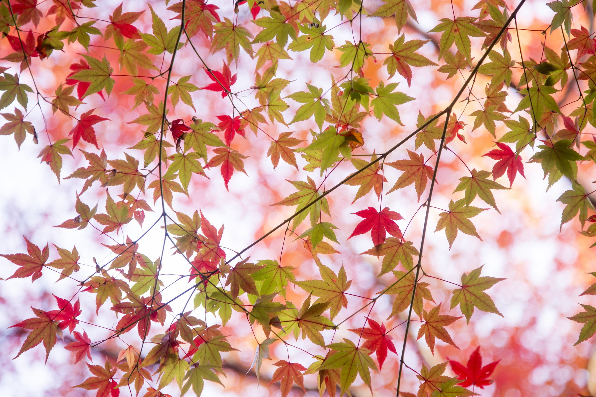 leafs, autumn, leaves, paint, green, 1080P, branches, maple, red, HD Wallpaper