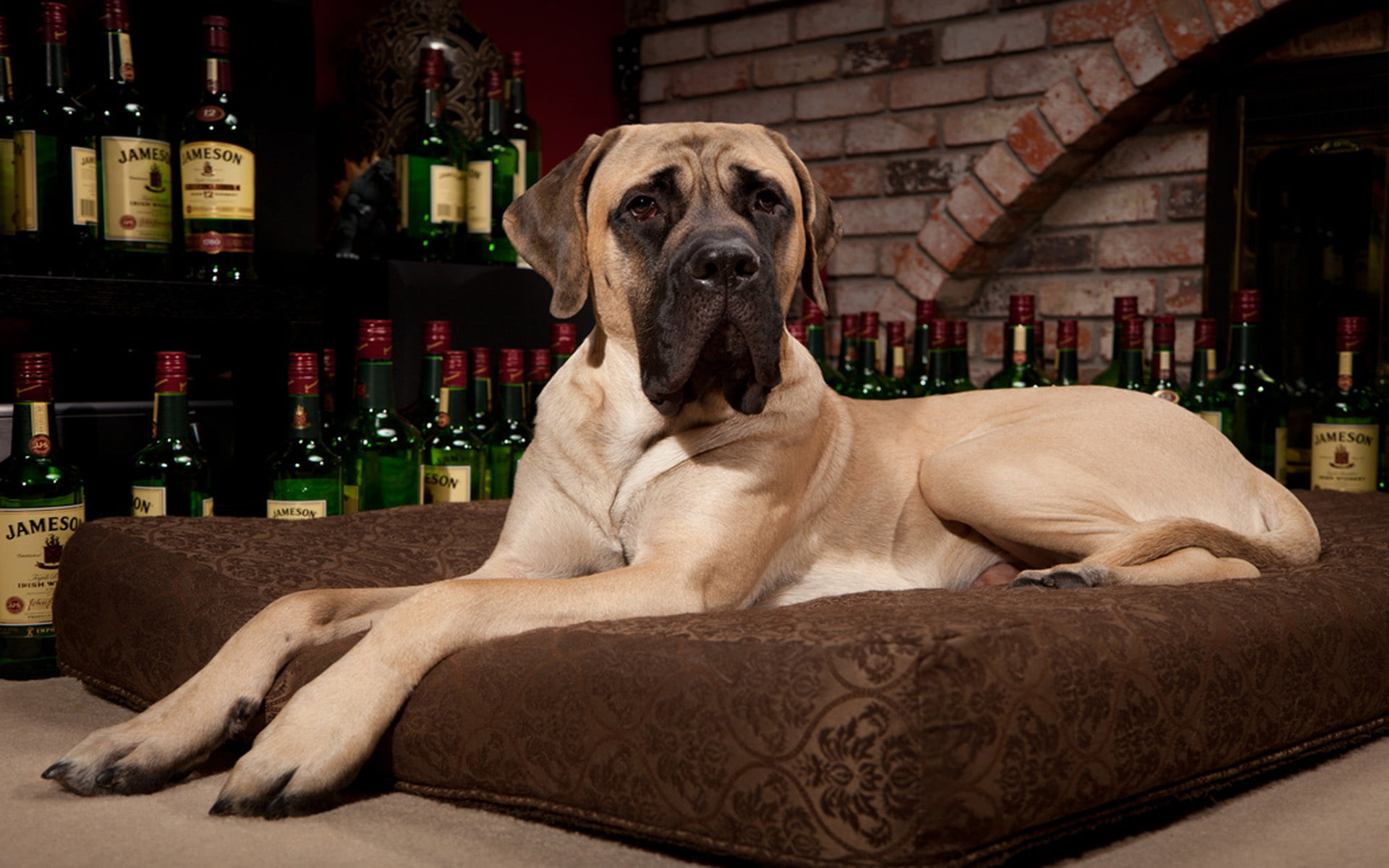 resting, portrait, pets, black, canine, sitting, dog, animal themes, no people, relaxation, brown, whiskey, one animal, mammal, alcohol, domestic animals, HD Wallpaper