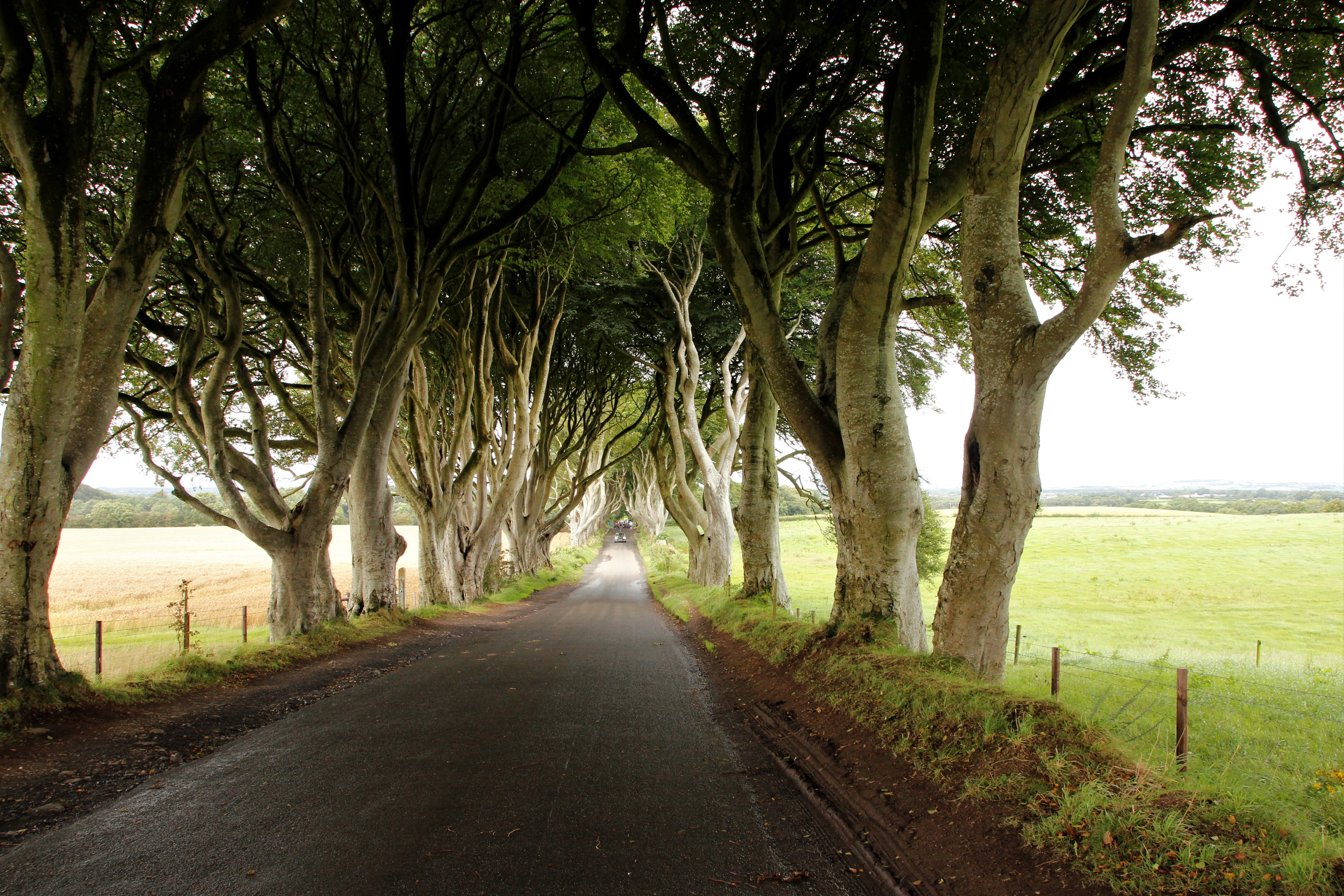 beauty in nature, isle, vacation, no people, united kingdom, 5K, green color, hedges, travel, scenics - nature, long, the dark hedges, outdoors, growth, HD Wallpaper