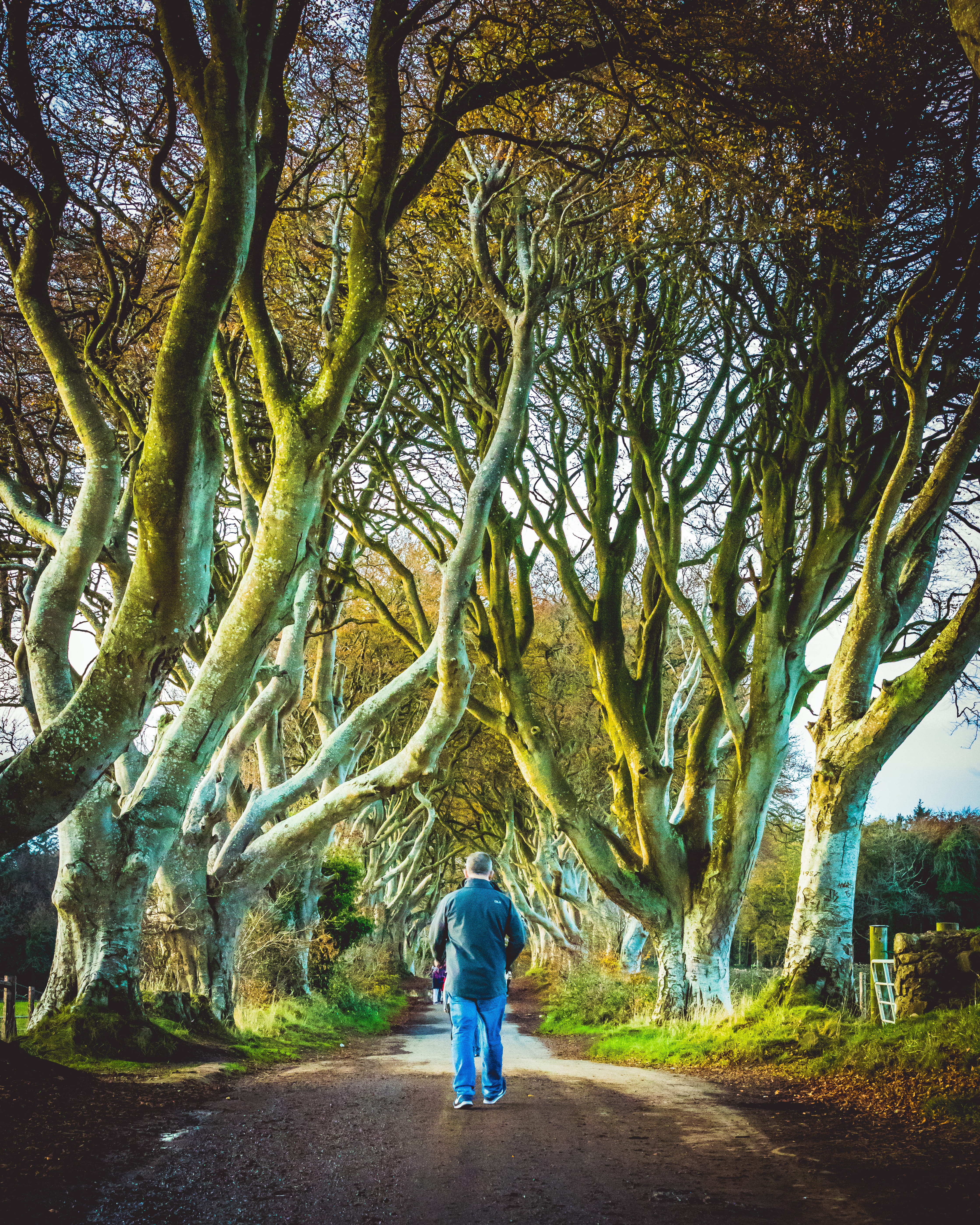 casual clothing, tree, dark hedges, leisure activity, road, united kingdom, plant, ireland, nature, real people, growth, ballymoney, full length, trees, Phone HD Wallpaper