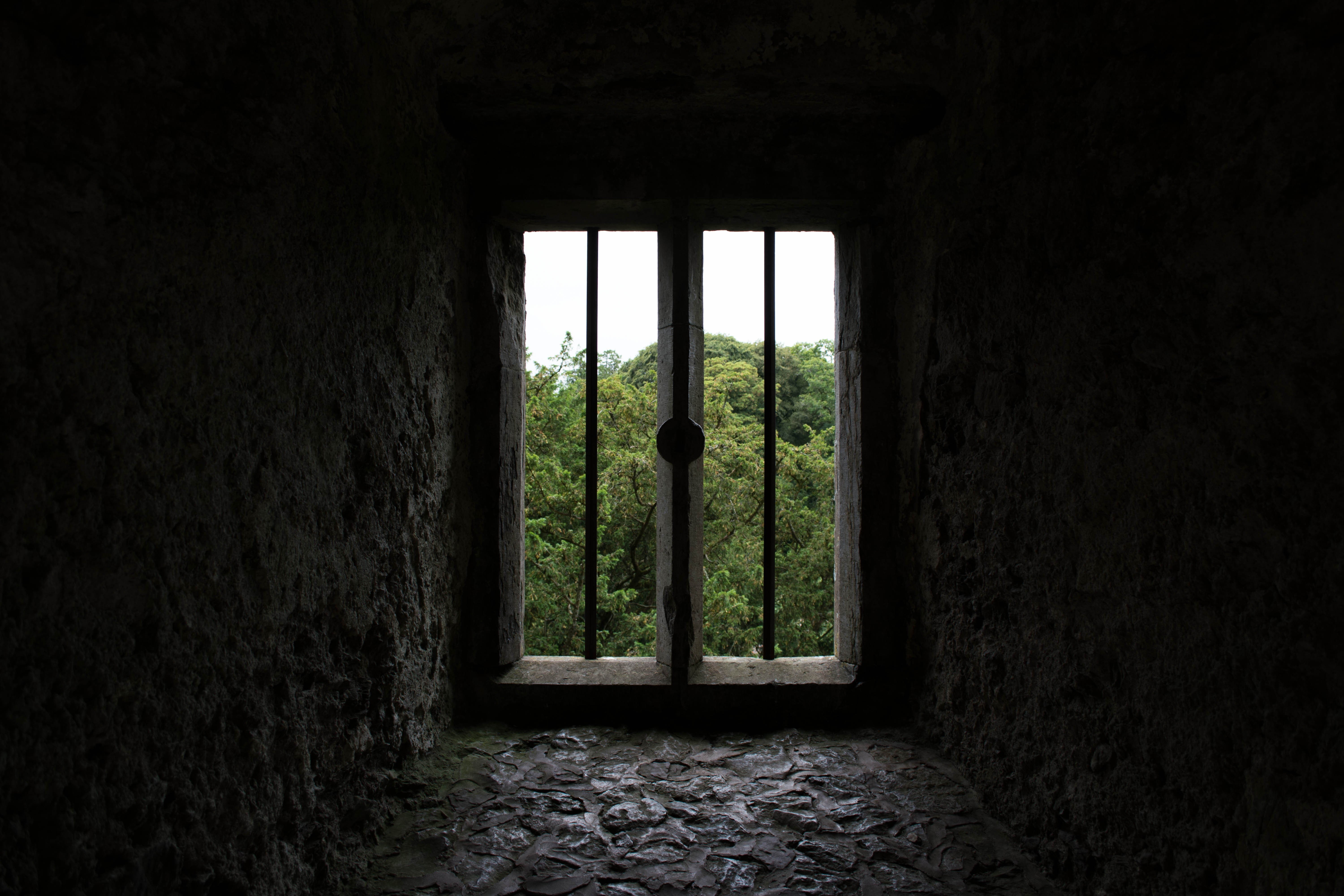 nature, indoors, building, hedge, land, no people, dark, tree, green color, plant, built structure, wall - building feature, window, old, day, glass - material, HD Wallpaper
