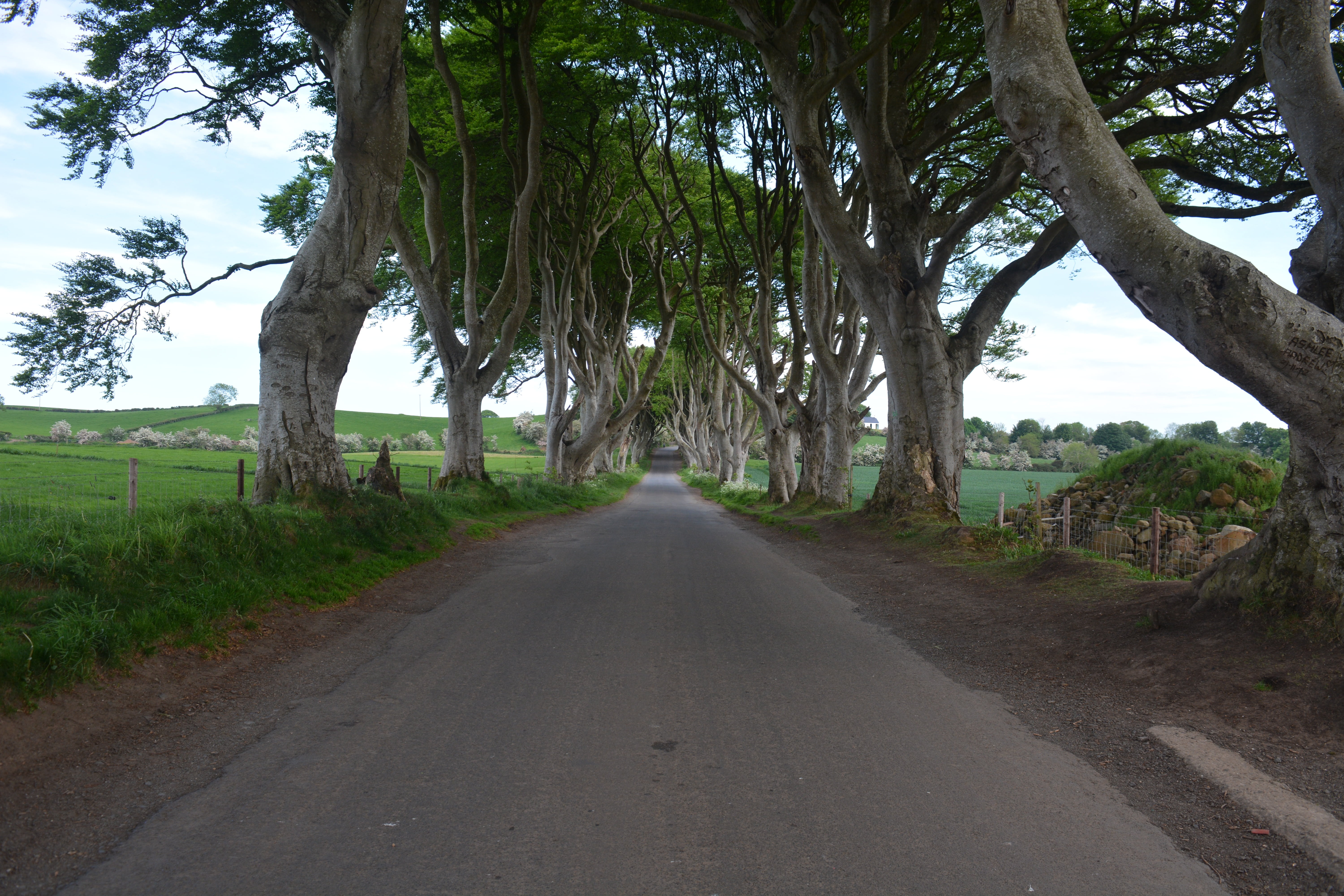 nature, direction, beauty in nature, transportation, land, vanishing point, outdoors, tranquility, 5K, day, games of thrones, sky, the dark hedges, road, HD Wallpaper