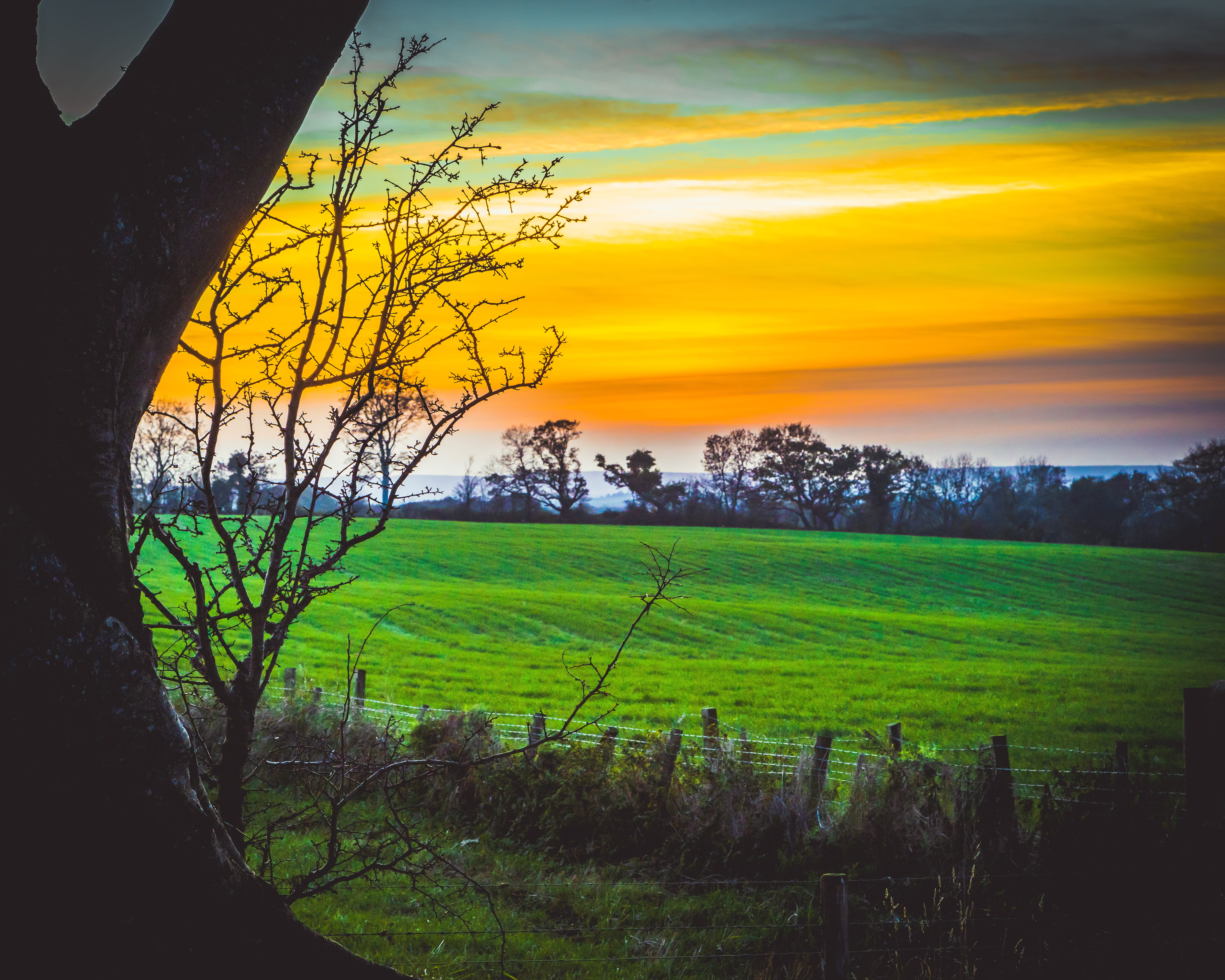 green color, environment, agriculture, no people, cloud - sky, trees, ireland, sky, beauty in nature, dark hedges, rural scene, 5K, plant, landscape, outdoors, HD Wallpaper