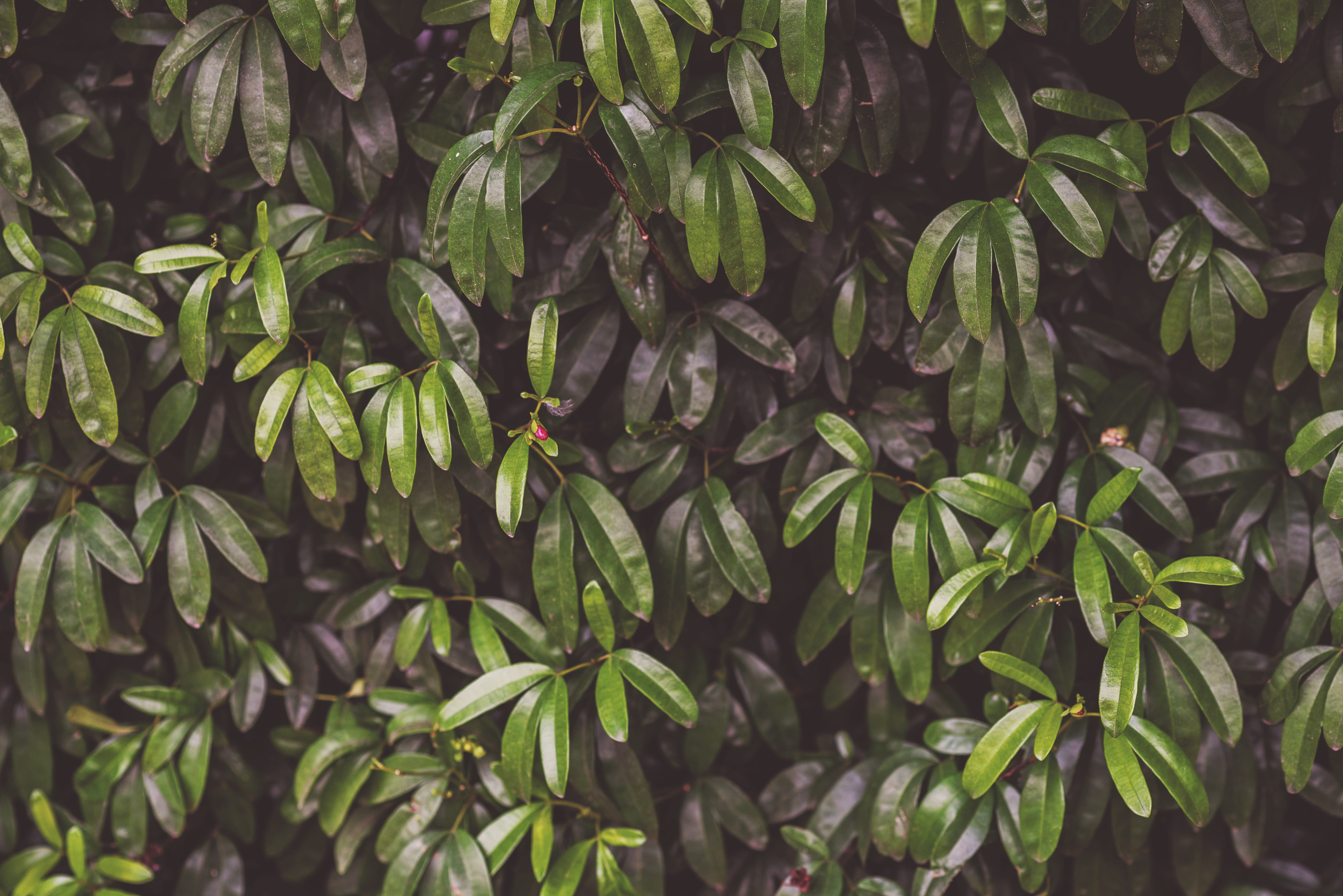 no people, plant part, plants, healthy eating, tree, food and drink, forest, green color, backgrounds, vegetation, bush, freshness, leaf, full frame, closeup, HD Wallpaper
