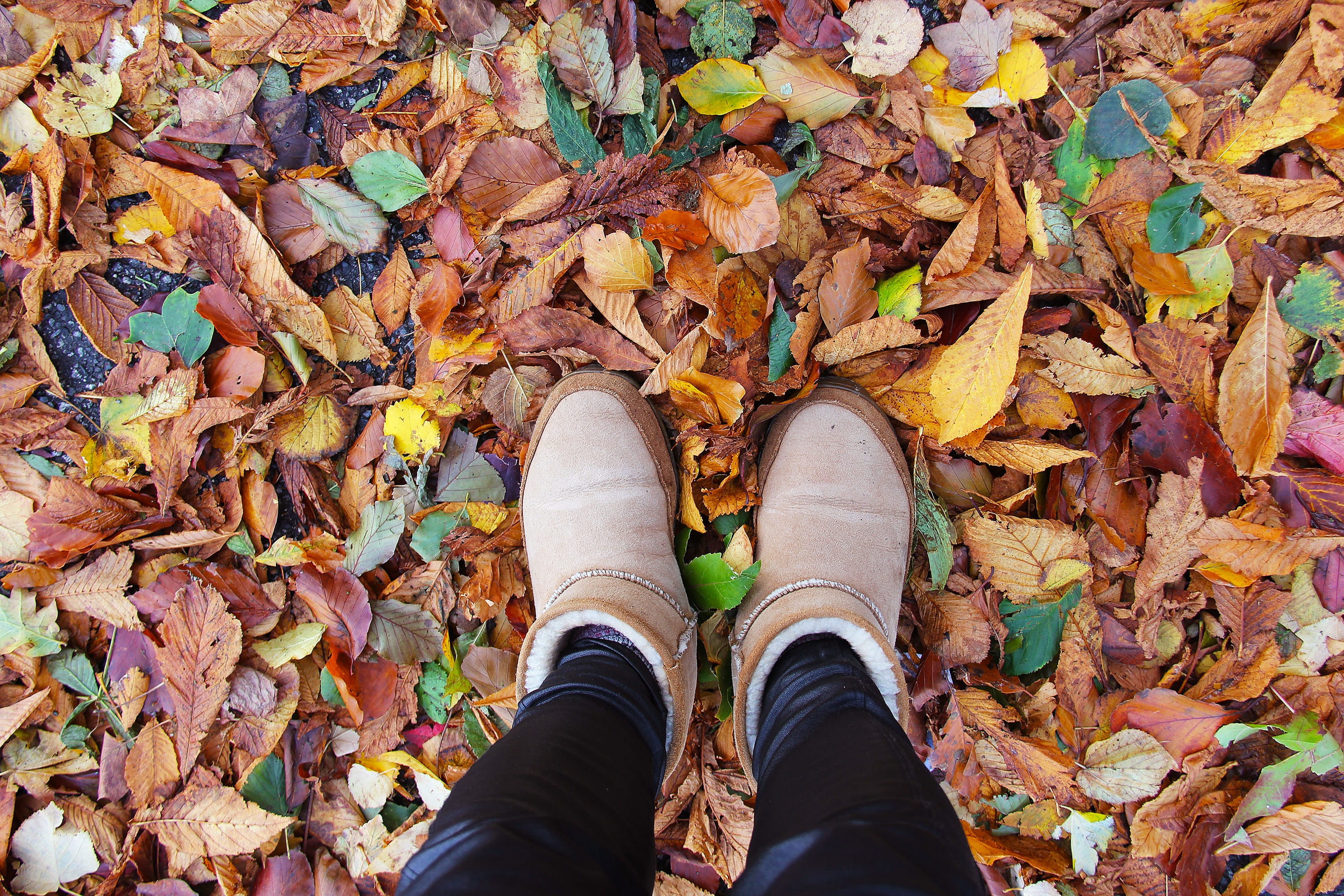 real people, colorful, plant part, dry, red, fall, ireland, kilkenny, enjoy, one person, castle, color, day, shoe, high angle view, europe, body part, maple leaf, HD Wallpaper