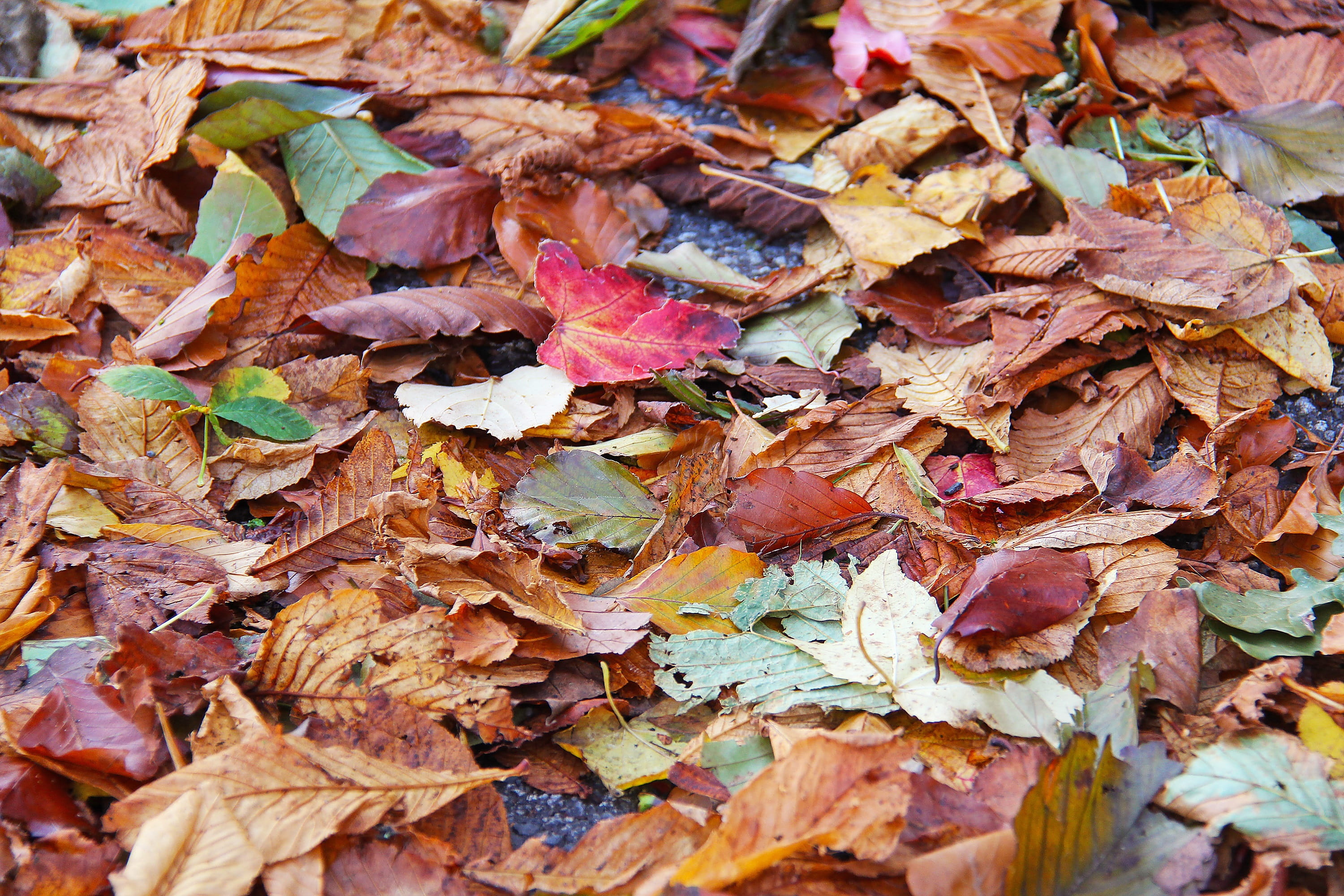 falling, backgrounds, castle, day, plant part, yellow, autumn, fragility, 2K, no people, europe, kilkenny, dry, maple leaf, change, fall, ireland, large group of objects, HD Wallpaper