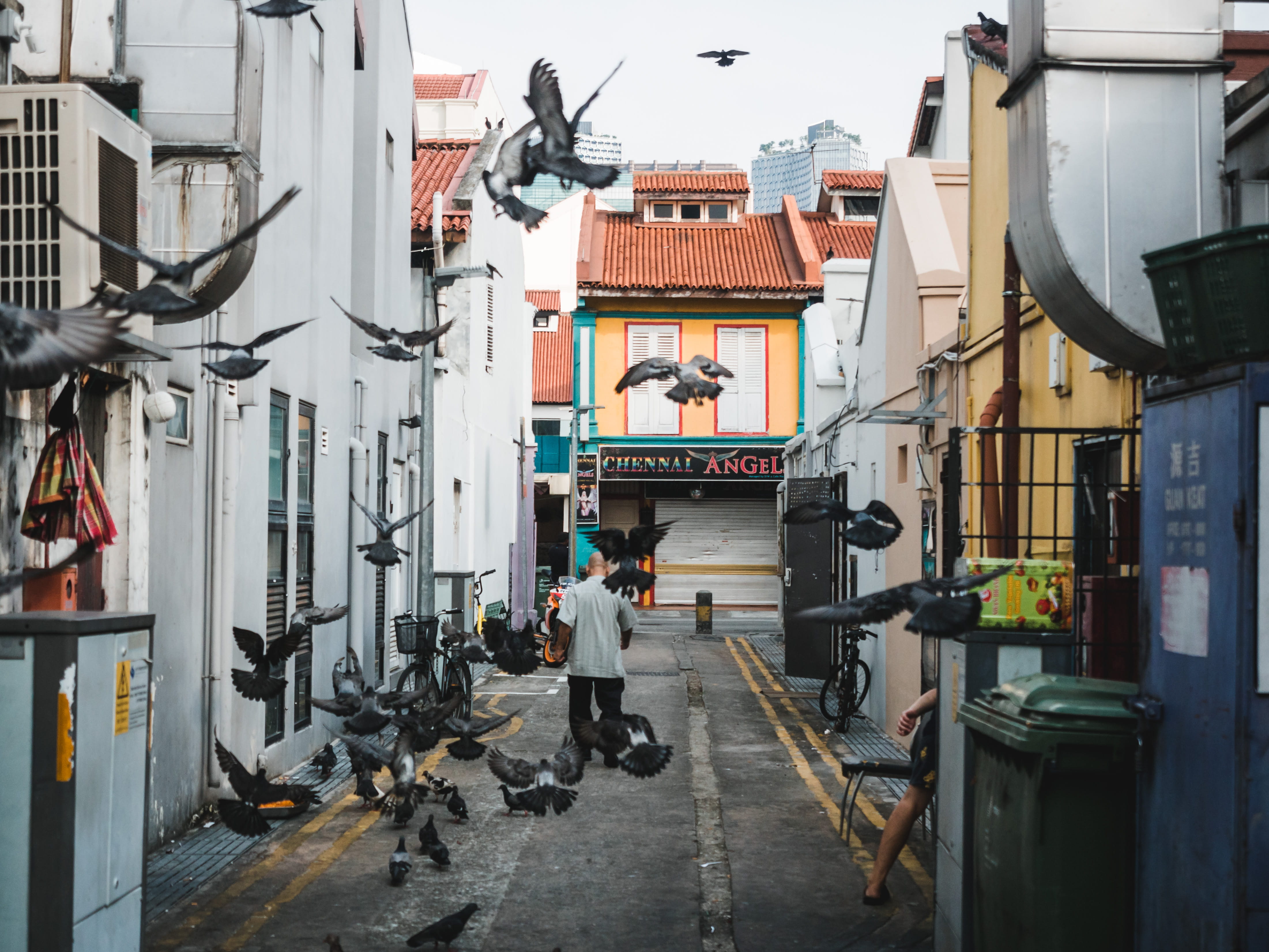 group of animals, direction, group of people, residential district, city, domestic, men, day, walking, people, photojournalism, singapore, vertebrate, built structure, HD Wallpaper