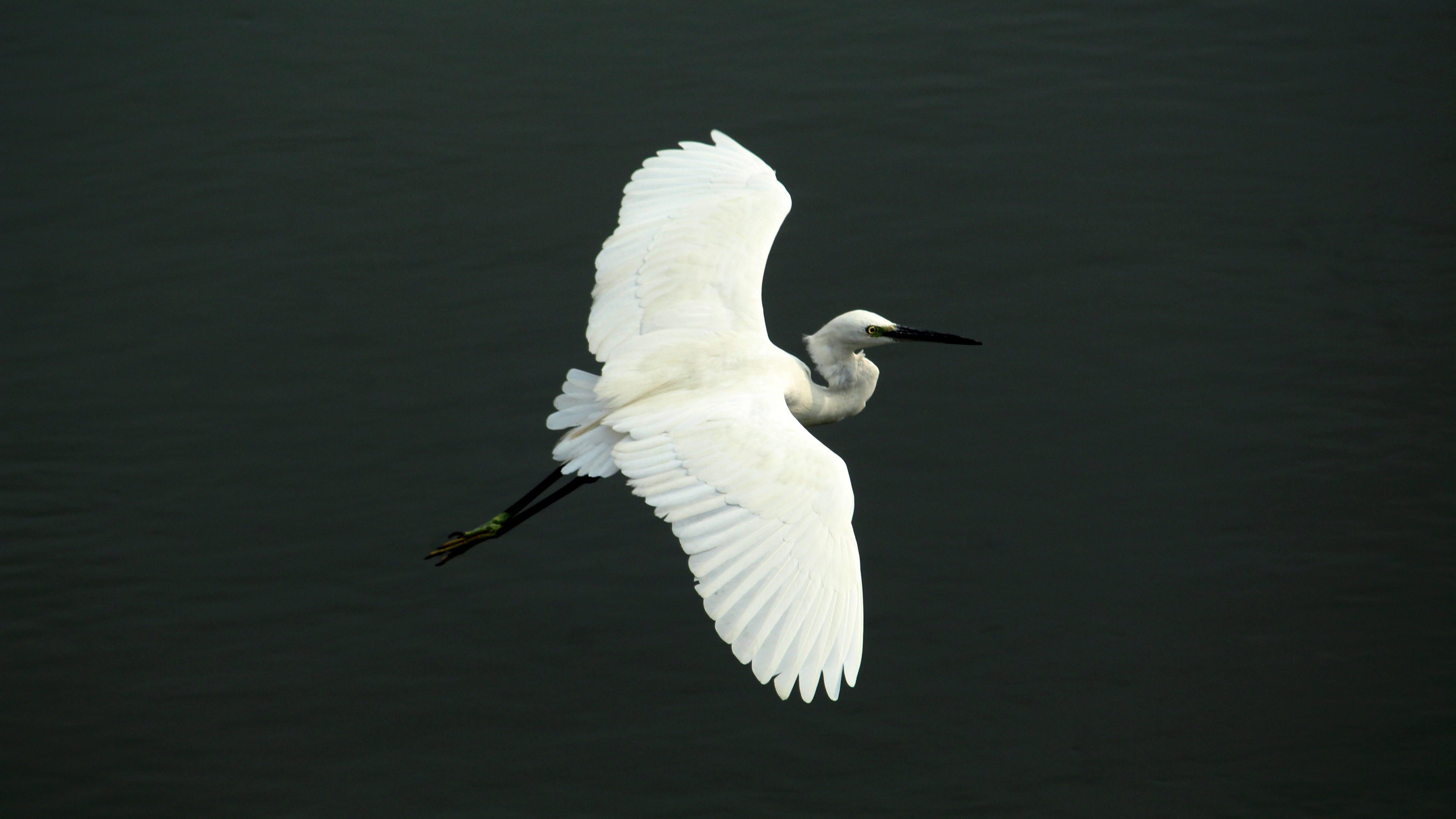 little, one animal, vertebrate, wildlife, ecosystem, bill, no people, india, enchanted, 4K, beauty in nature, bird, white, animal, sea, egret, neck, animals in the wild, HD Wallpaper