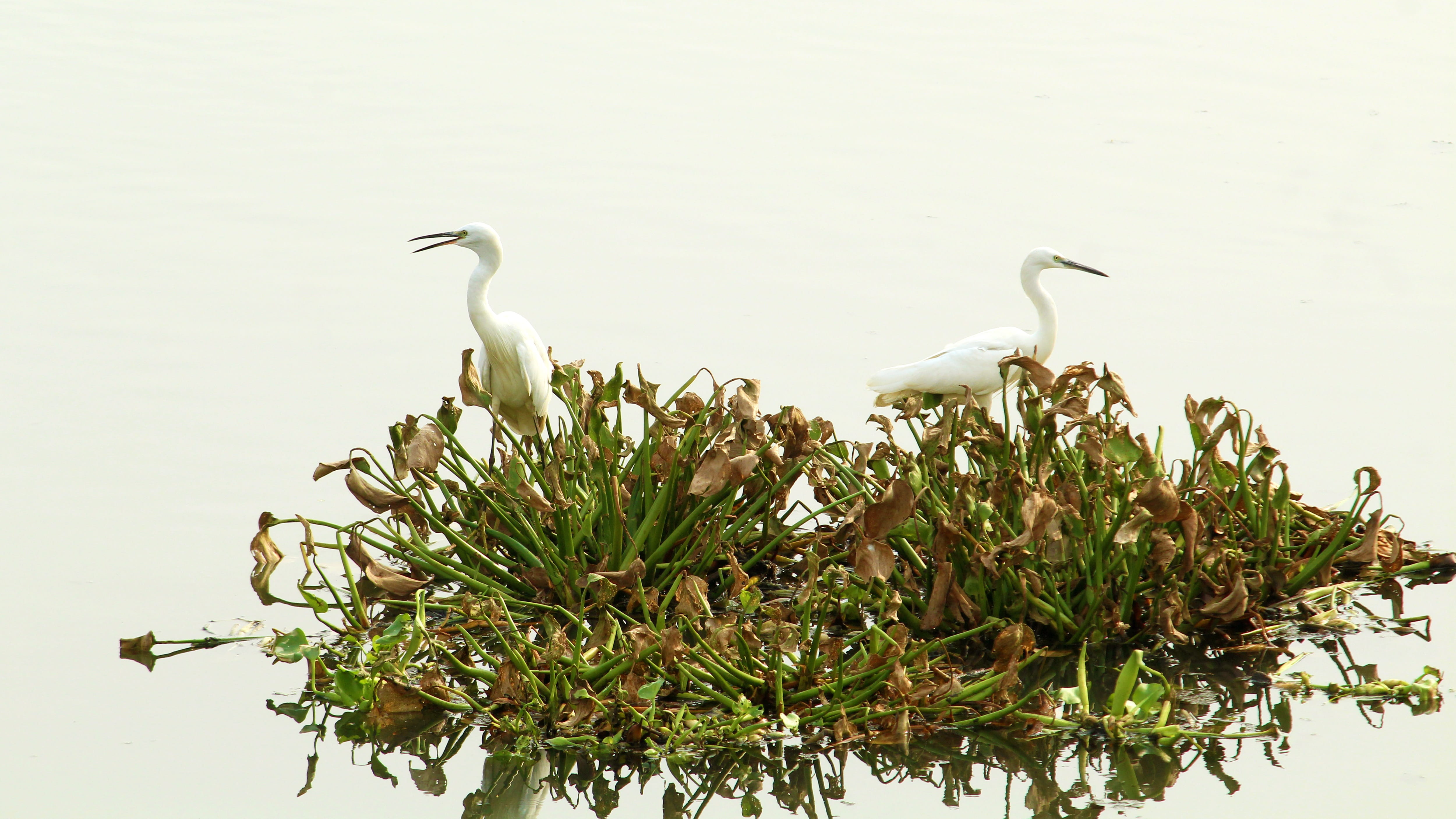 biology, egret, animal themes, animal, bird, wild, water, waters, heron, perching, animals in the wild, day, wildlife, little, no people, nature, plant, HD Wallpaper