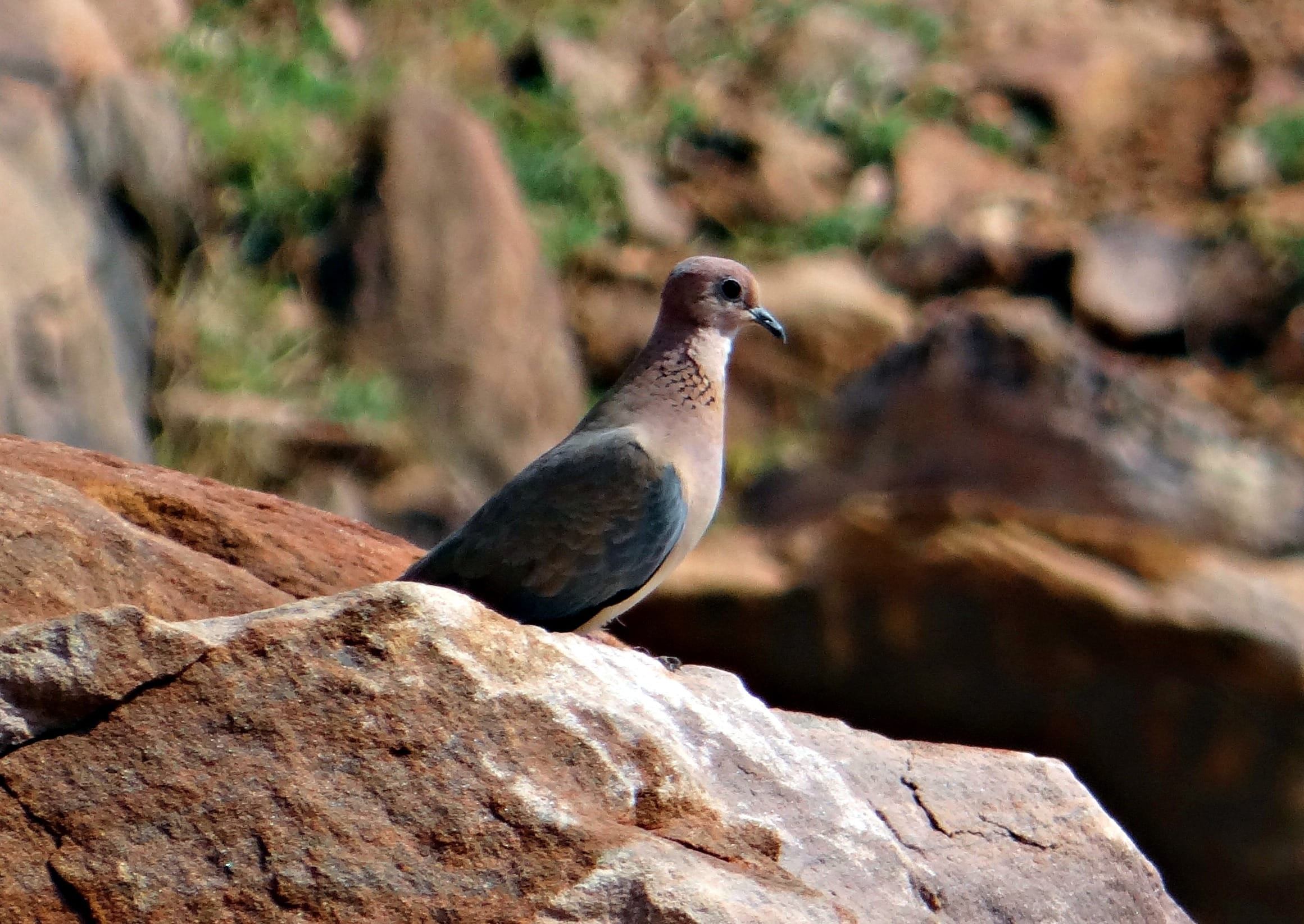 wildlife, close-up, india, fauna, nature, focus on foreground, feather, animal themes, day, animal, Bird, rock, 1080P, rock - object, avian, animals In The Wild, HD Wallpaper