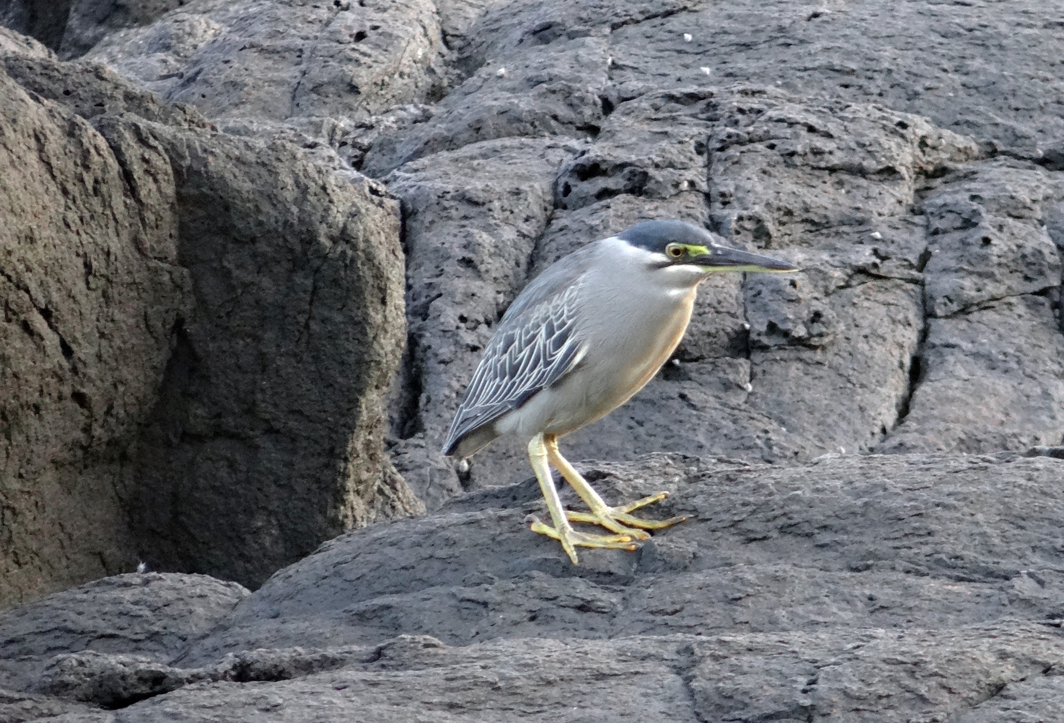 day, gokarna, wader, arabian, animal themes, animal, no people, rock - object, water bird, rock, outdoors, butorides striata, perching, animal wildlife, HD Wallpaper