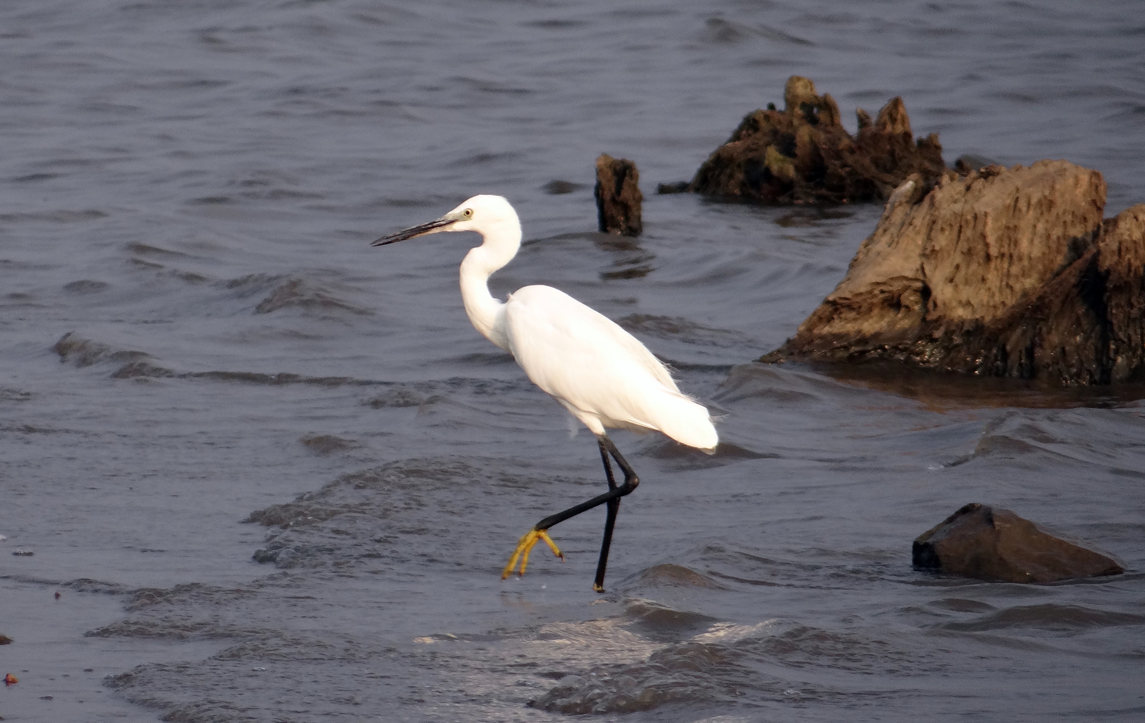 animals in the wild, one animal, little egret, rock, yellow-footed egret, aves, animal themes, day, wader, perching, sea, water, rock - object, vertebrate, HD Wallpaper