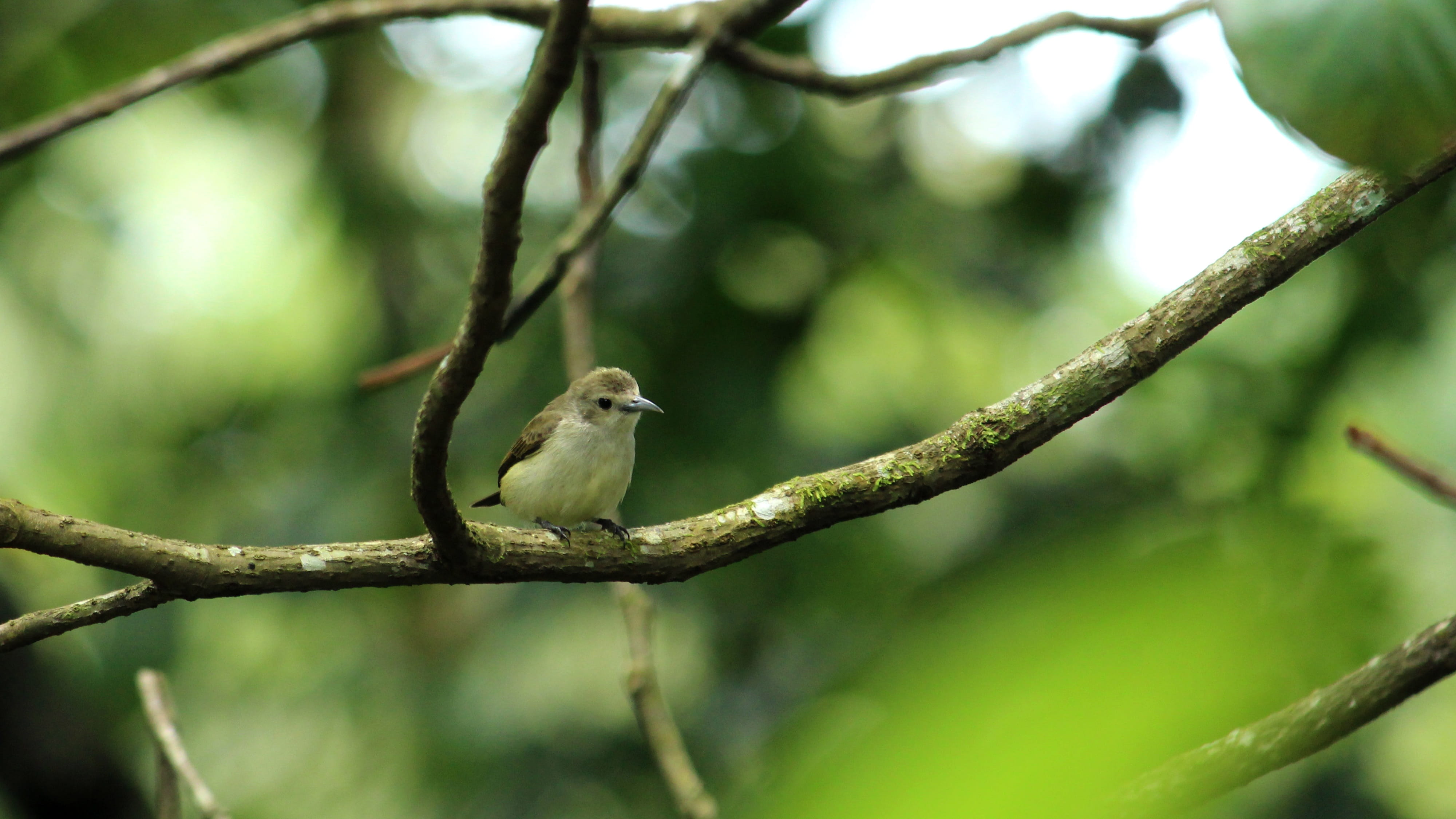 forest, tree, plant, perched, day, animal, garden, outdoors, tickells, 4K, relax, cute, tiny, plant part, green, wildlife, animals in the wild, kerala, HD Wallpaper