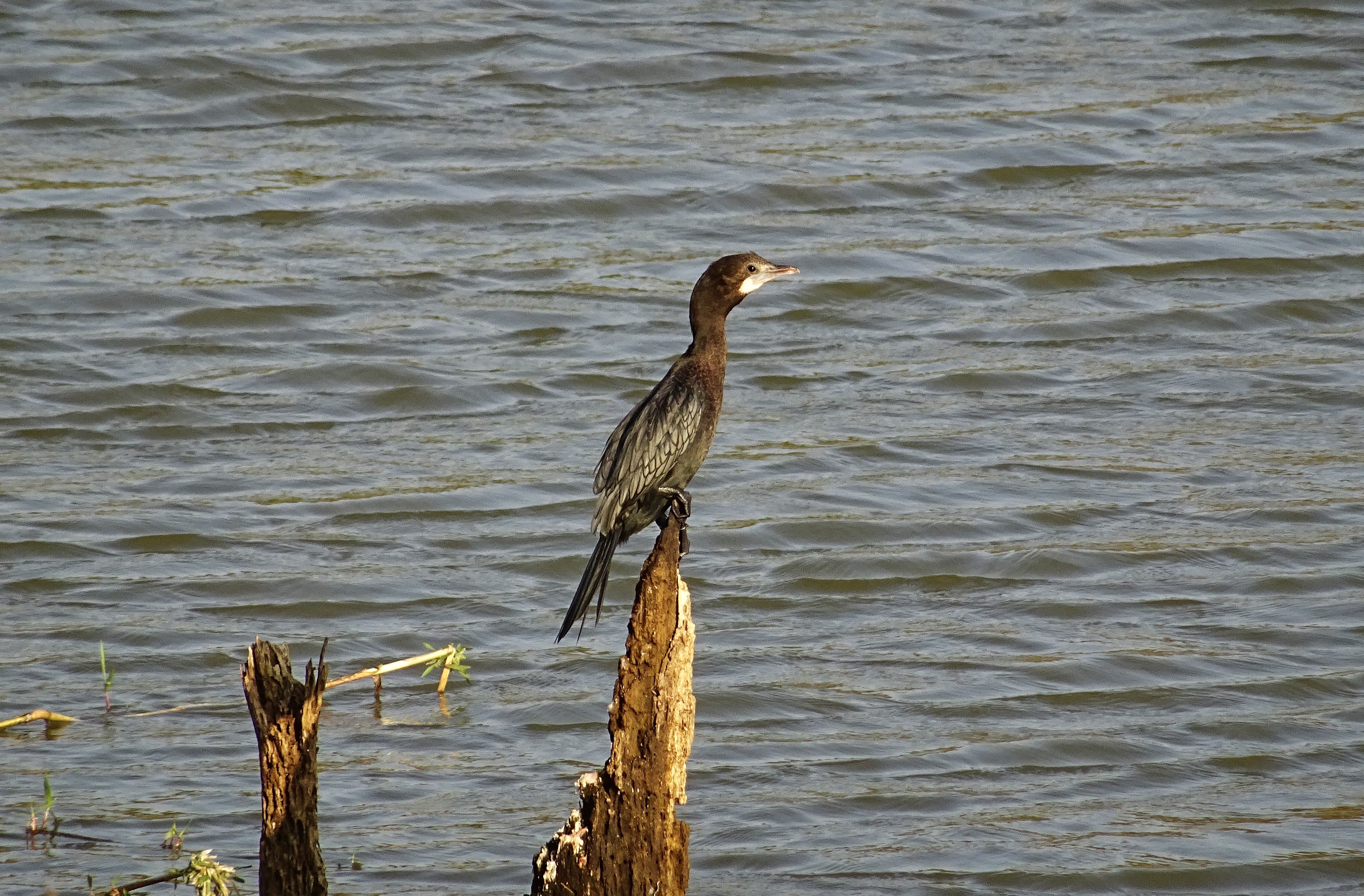 little cormorant, no people, one animal, water bird, wood - material, outdoors, perching, bhimgadh, animal themes, vertebrate, karnataka, animal, beauty in nature, HD Wallpaper