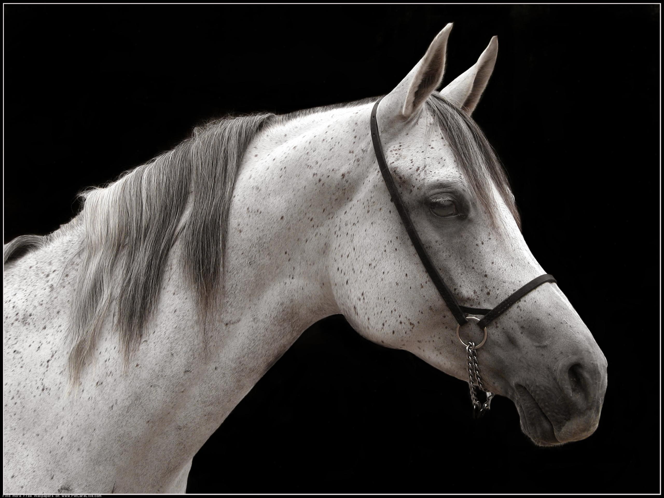 horses, arabian, animals, baby horses, donkies, 2K, nature, HD Wallpaper