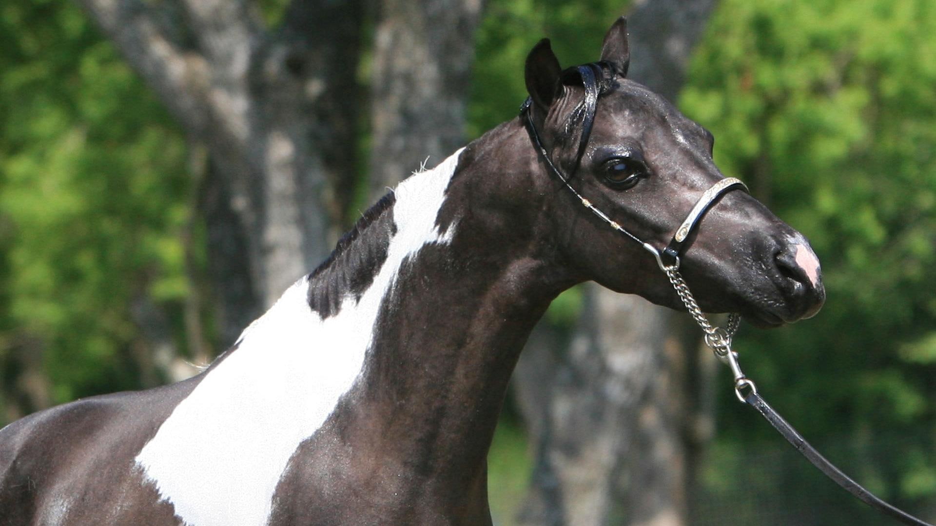 nature, white, show, black, 1080P, show horses, arabian, horses, stallions, horse, animals, black and white horses, HD Wallpaper