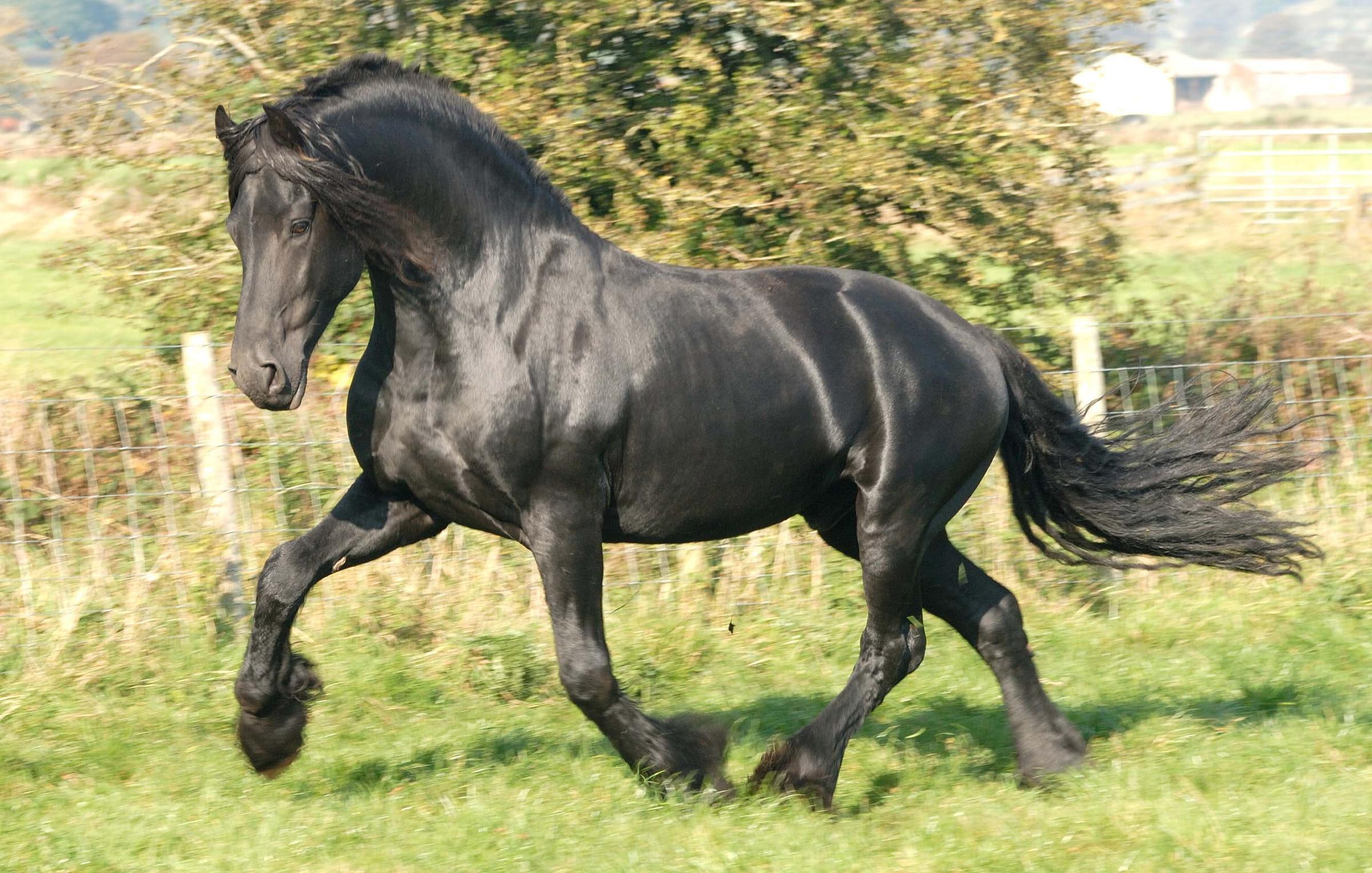animals, friesian, solid, black, 1080P, horse, HD Wallpaper
