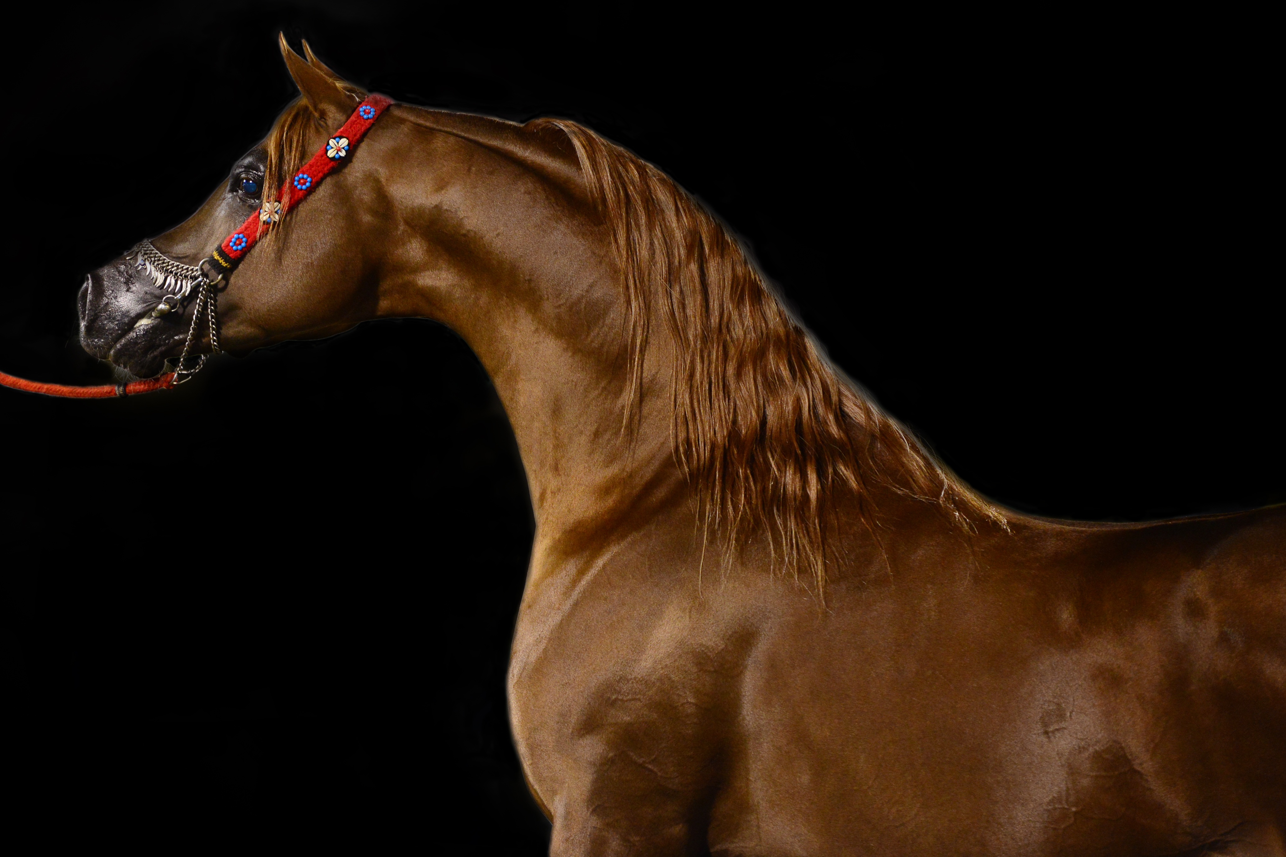 leash, animal neck, indoors, strength, animal body part, human body part, one person, animal, brown, 4K, horse, mammal, body part, herbivorous, profile view, HD Wallpaper