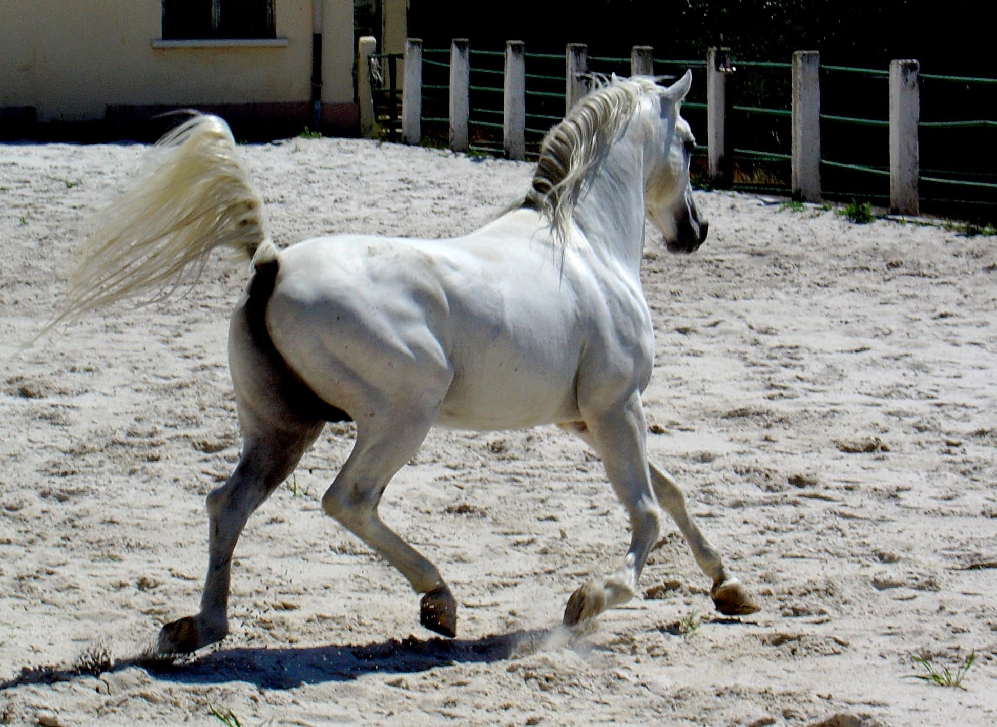 arabian, trotting, 1080P, fence, outside, animals, horses, HD Wallpaper