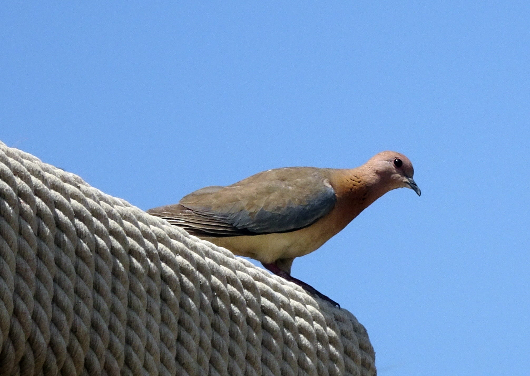 fauna, no people, sky, profile view, 1080P, dove - bird, day, close-up, animal themes, one animal, low angle view, ornithology, copy space, sunlight, animal wildlife, HD Wallpaper