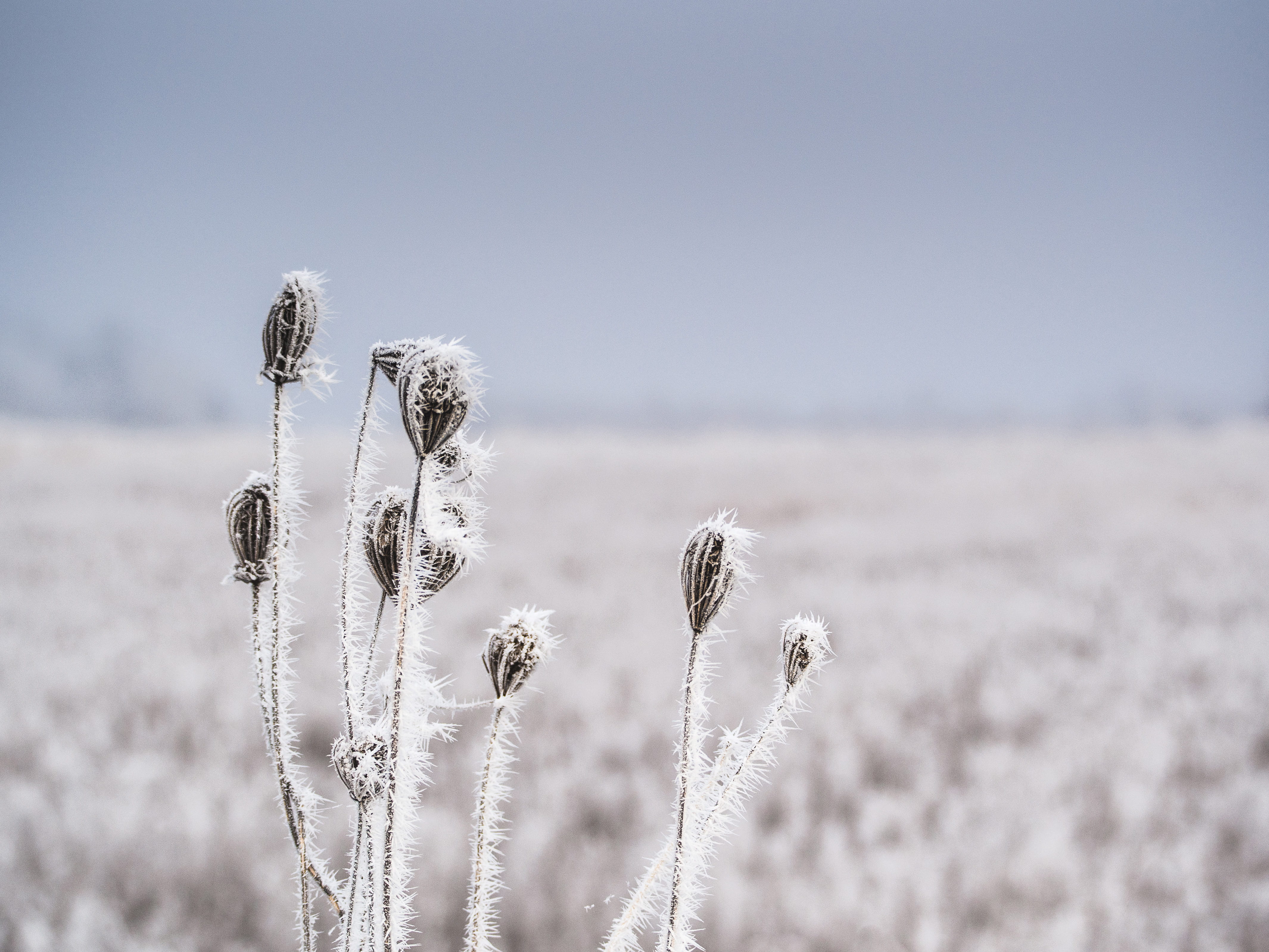land, black, growth, plants, sky, focus on foreground, selective focus, field, plant, frost, copy space, no People, tranquility, season, beauty In Nature, HD Wallpaper