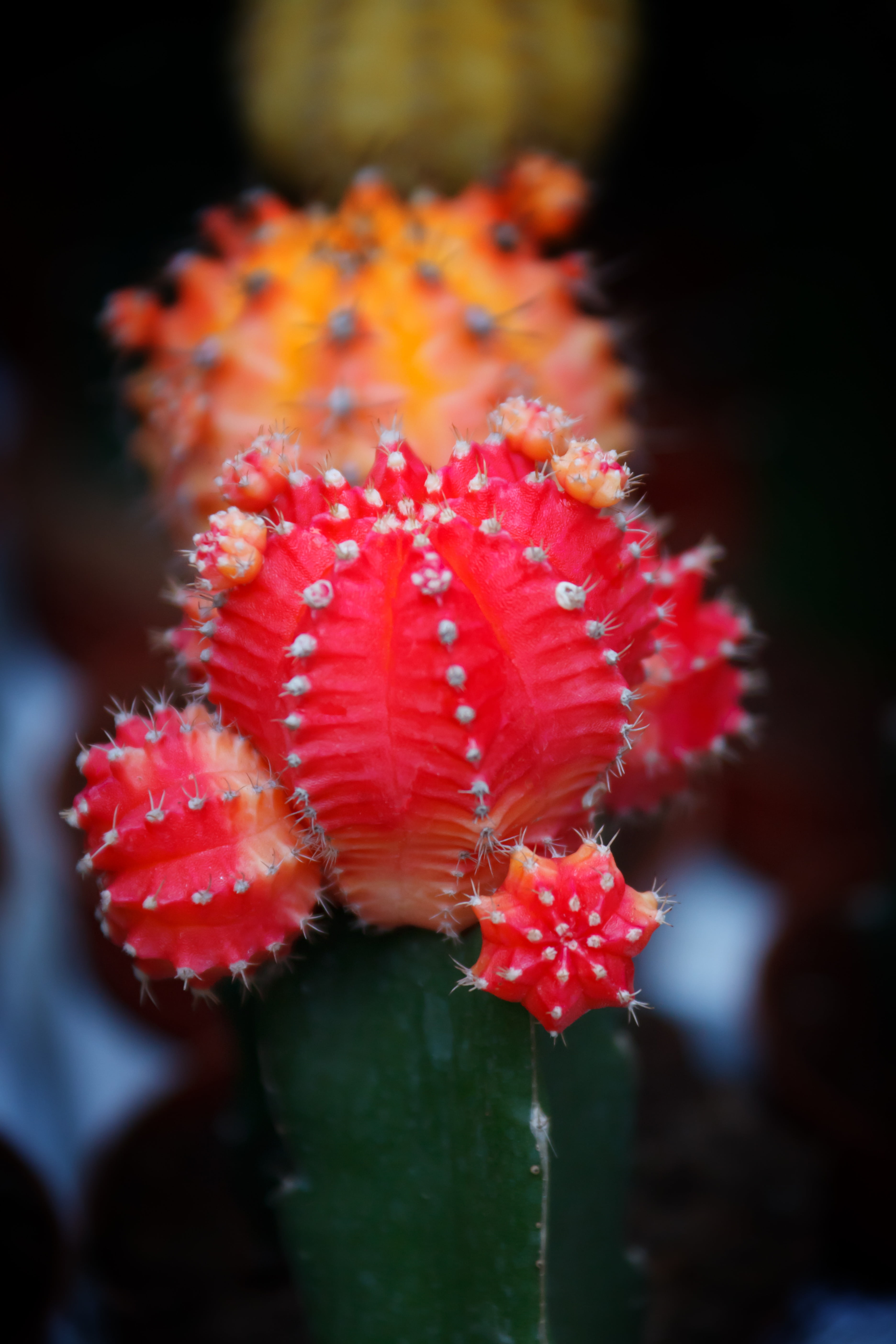 focus on foreground, desert, water, flower, thorns, spikes, succulent plant, thorn, cactus, growth, red, outdoors, flowering plant, food, nature, beauty in nature, Phone HD Wallpaper
