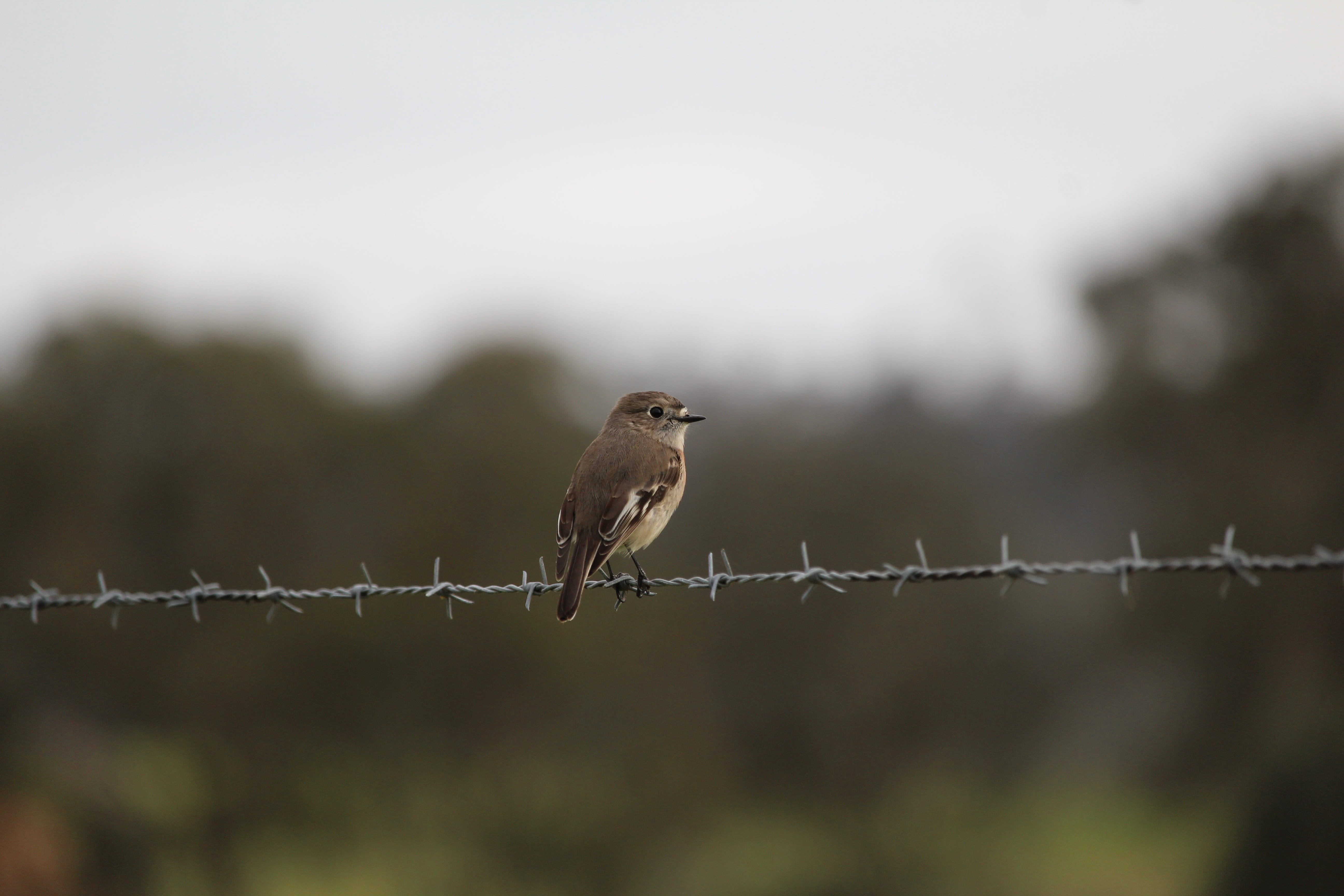 nature, animals in the wild, security, aggression, female, no people, day, protection, animal wildlife, boundary, perch, vertebrate, barbed, barrier, bird, HD Wallpaper