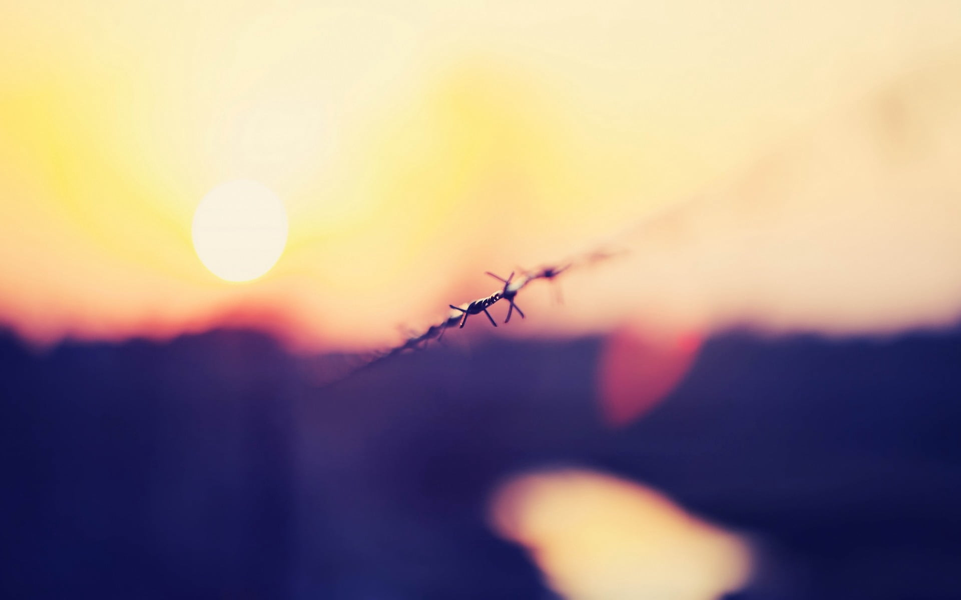 growth, 1080P, glare, sunset, fragility, silhouette, sky, sun, sunlight, focus on foreground, close-up, environment, bright, tranquility, selective focus, HD Wallpaper
