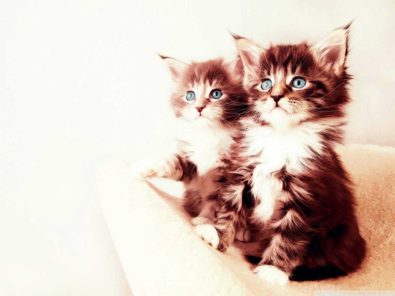 two animals, domestic animals, white, coated, domestic, vertebrate, animals, indoors, kittens, animal family, maine coon cat, brown, long, animal themes, HD Wallpaper