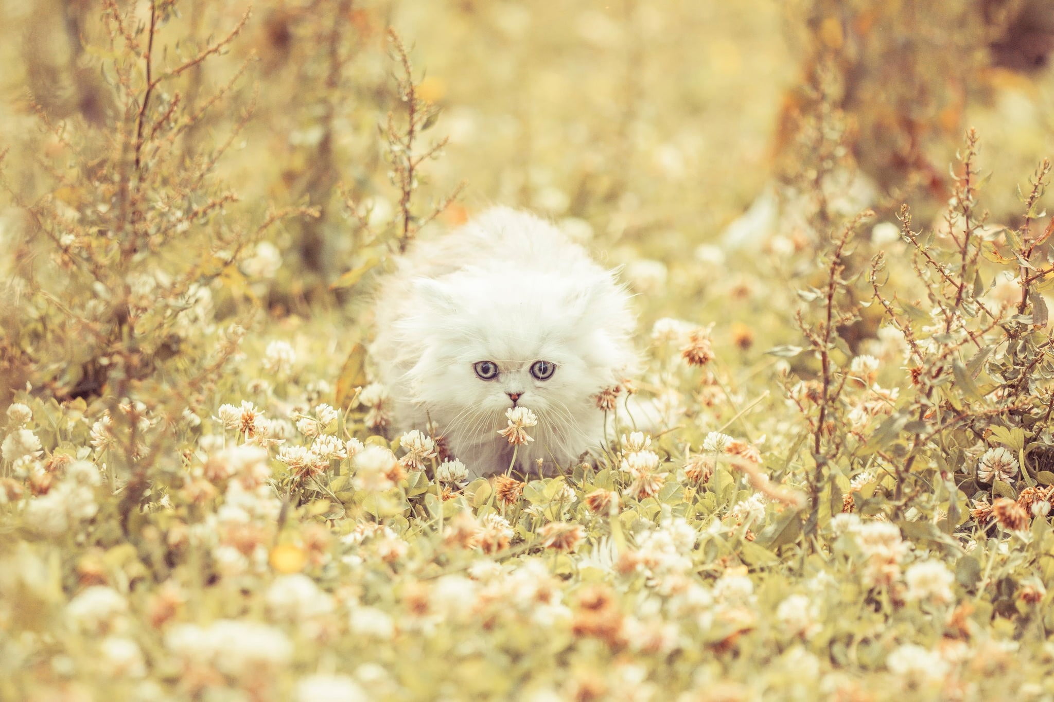persian Cat, looking at camera, flowers, flower, domestic Cat, grass, persian, portrait, day, cute, one animal, 1080P, nature, white, small, run, looking, HD Wallpaper