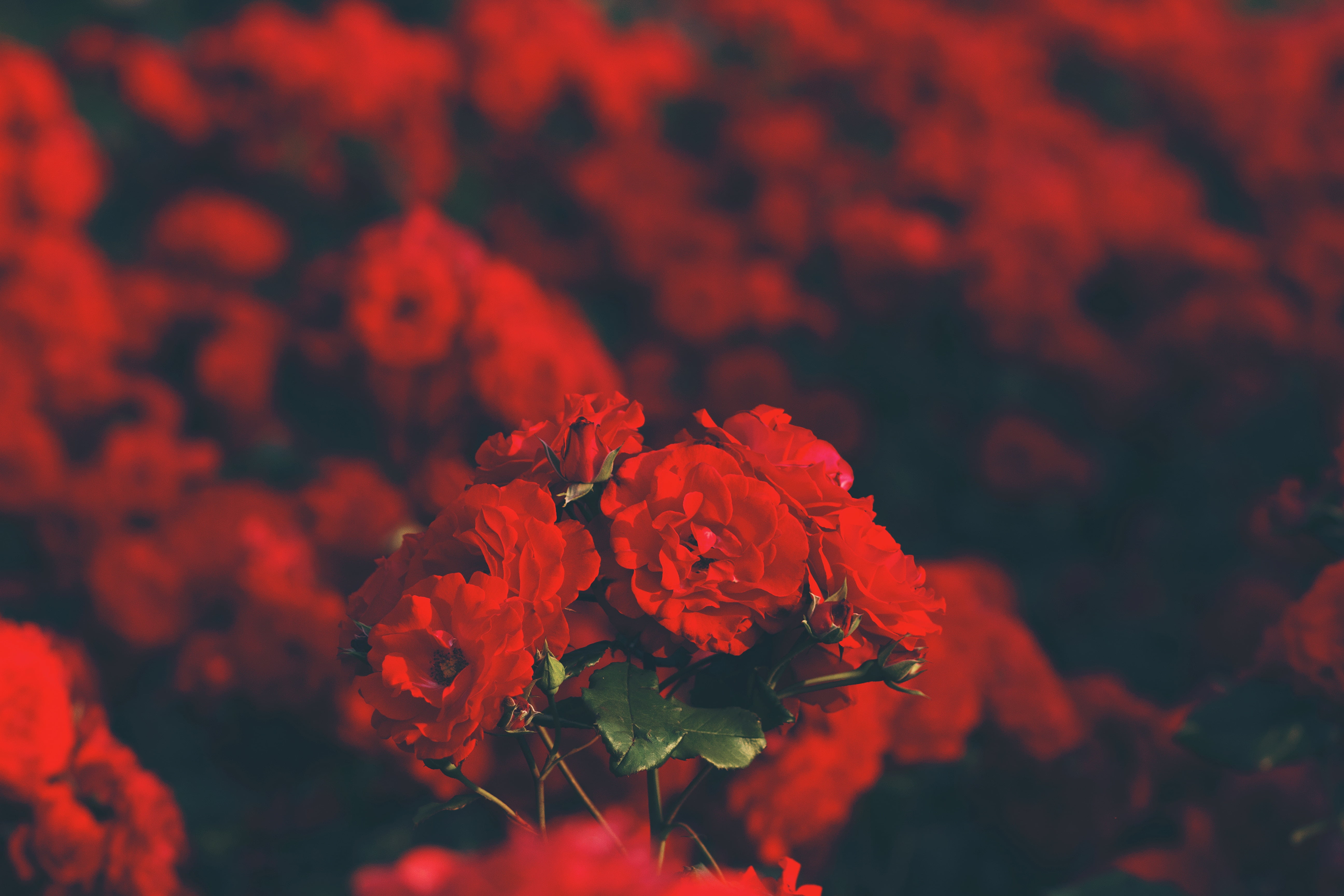 beauty in nature, 5K, petal, day, bunch of flowers, freshness, no people, vulnerability, plant, full frame, flowering plant, red, flwoer, outdoors, flower head, HD Wallpaper