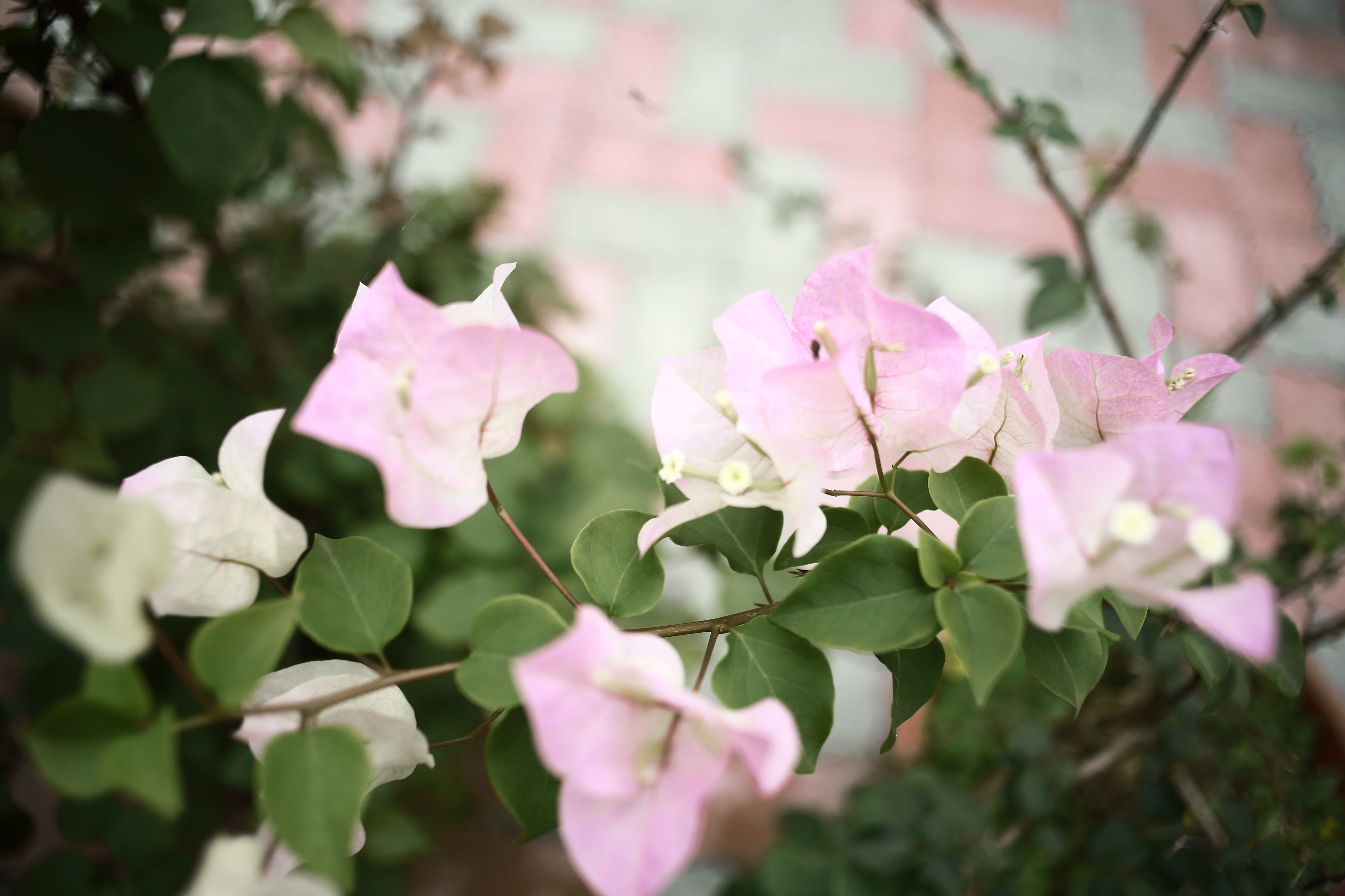 blossom, art, jar, pottery, pink color, close-up, petal, flowering plant, paper, vulnerability, no people, beauty in nature, bud, potted plant, nature, HD Wallpaper