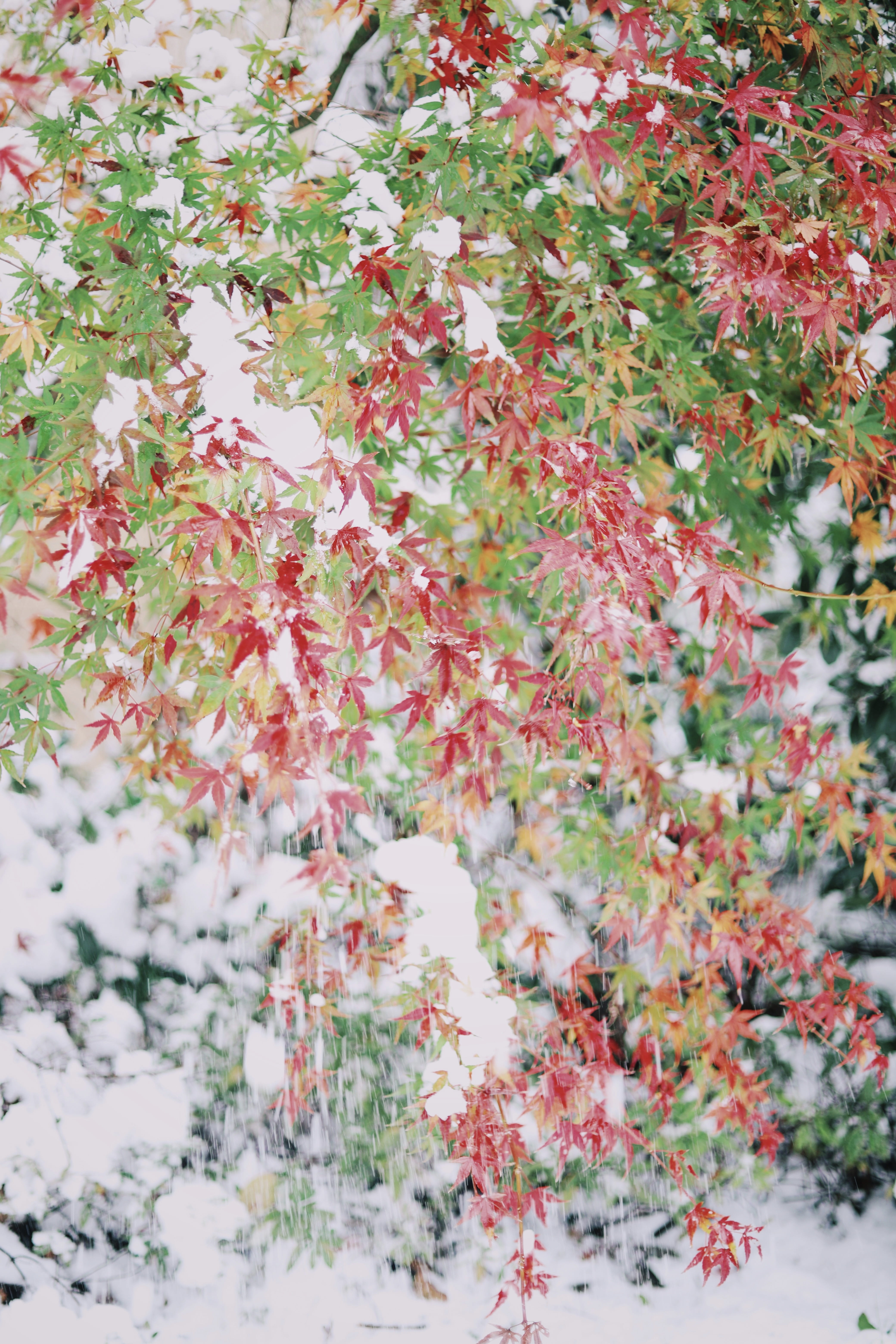freshness, leaf, cherry, petal, beauty in nature, vulnerability, plant part, fruit, flower, growth, birch, no people, tree, textile, pattern, floral, paper, Phone HD Wallpaper