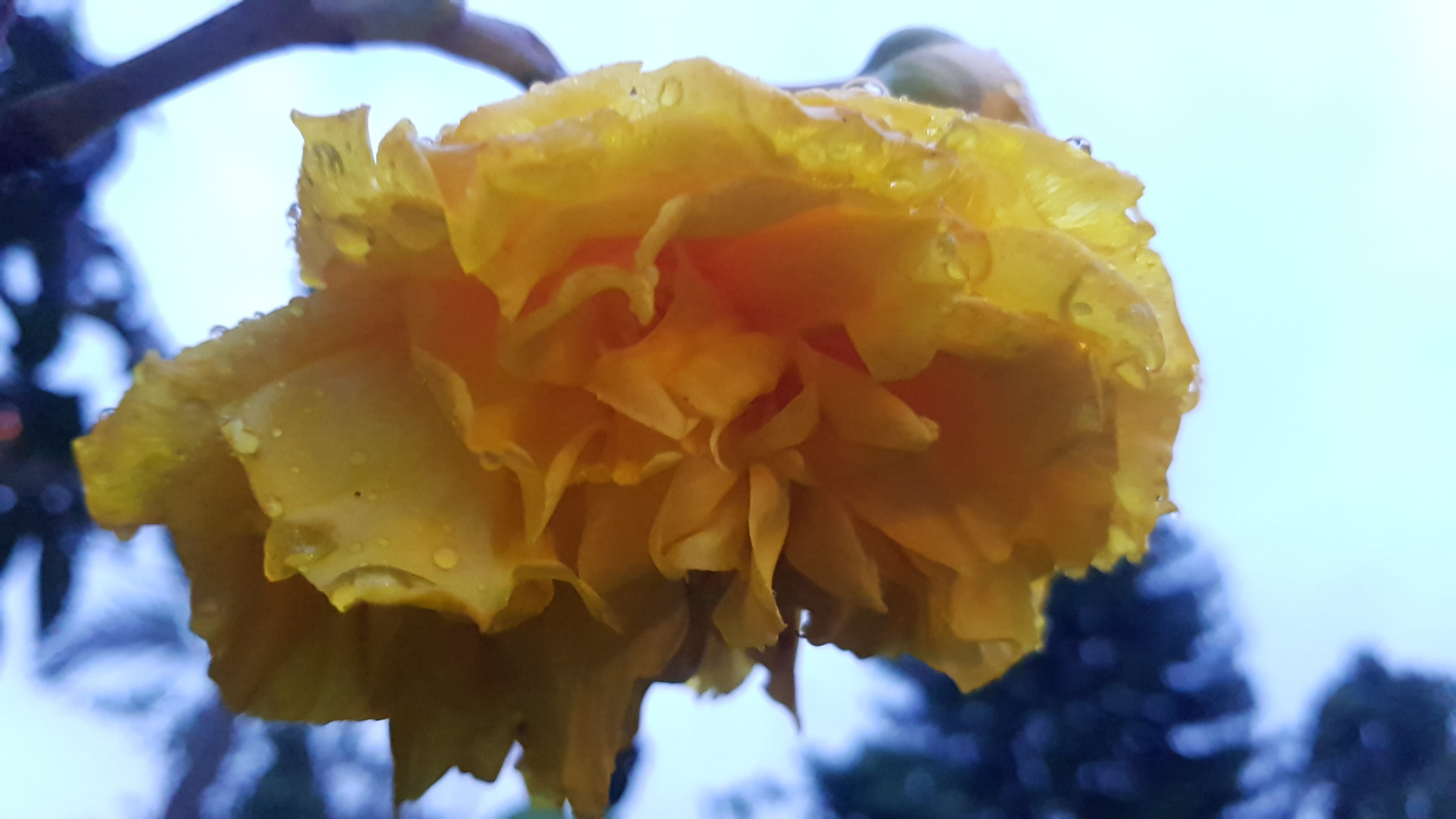 focus on foreground, flowering plant, jl. kiputih no.1a, fragility, plant, inflorescence, flower, cidadap, day, daffodil, blossom, no people, yellow, confetti, HD Wallpaper