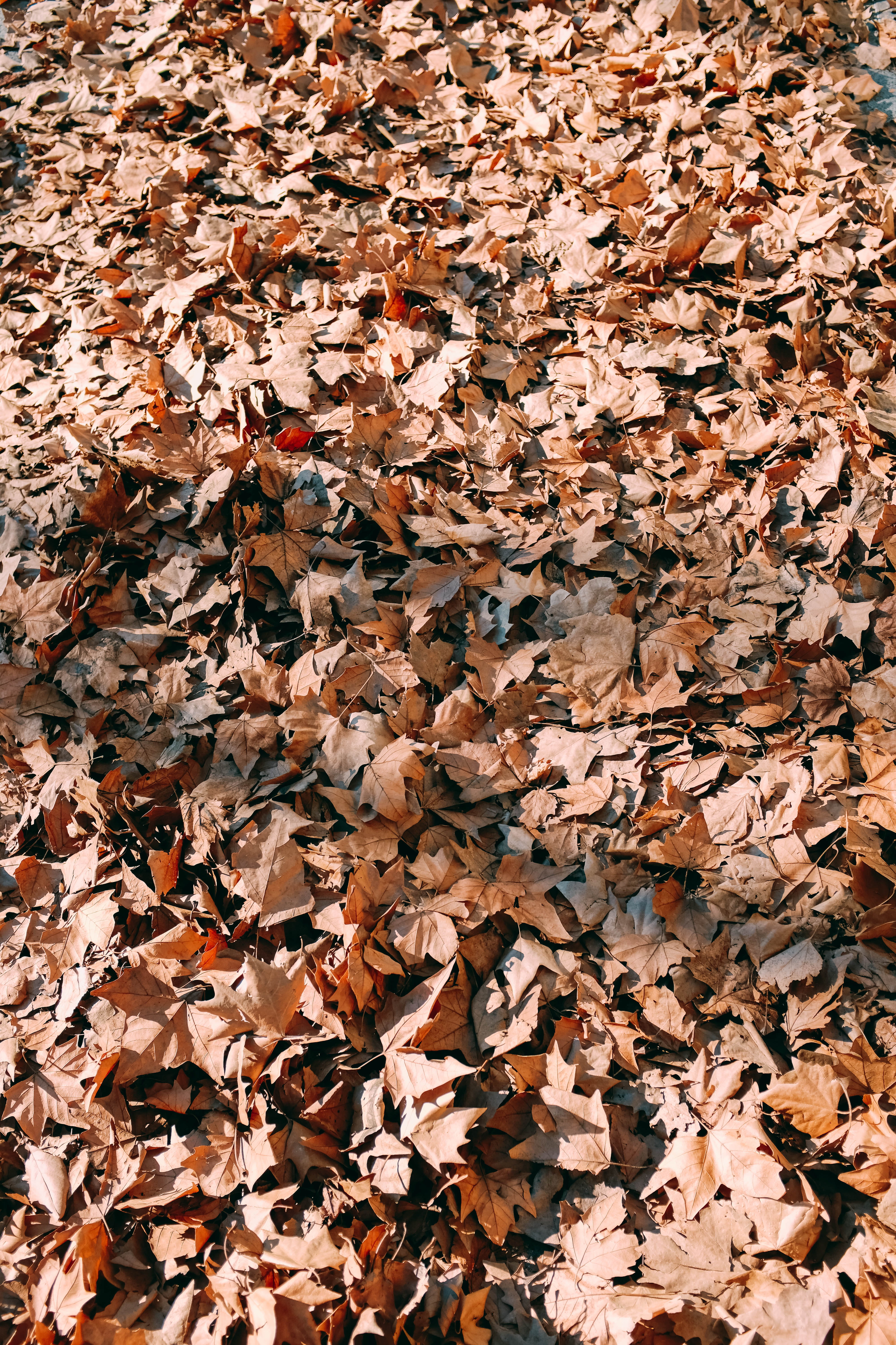 day, field, brick, plant part, fall, no people, leaf, maple leaf, messy, brown, autumn collection, outdoors, backgrounds, 5K, soldier, dry, leaves, natural condition, Phone HD Wallpaper