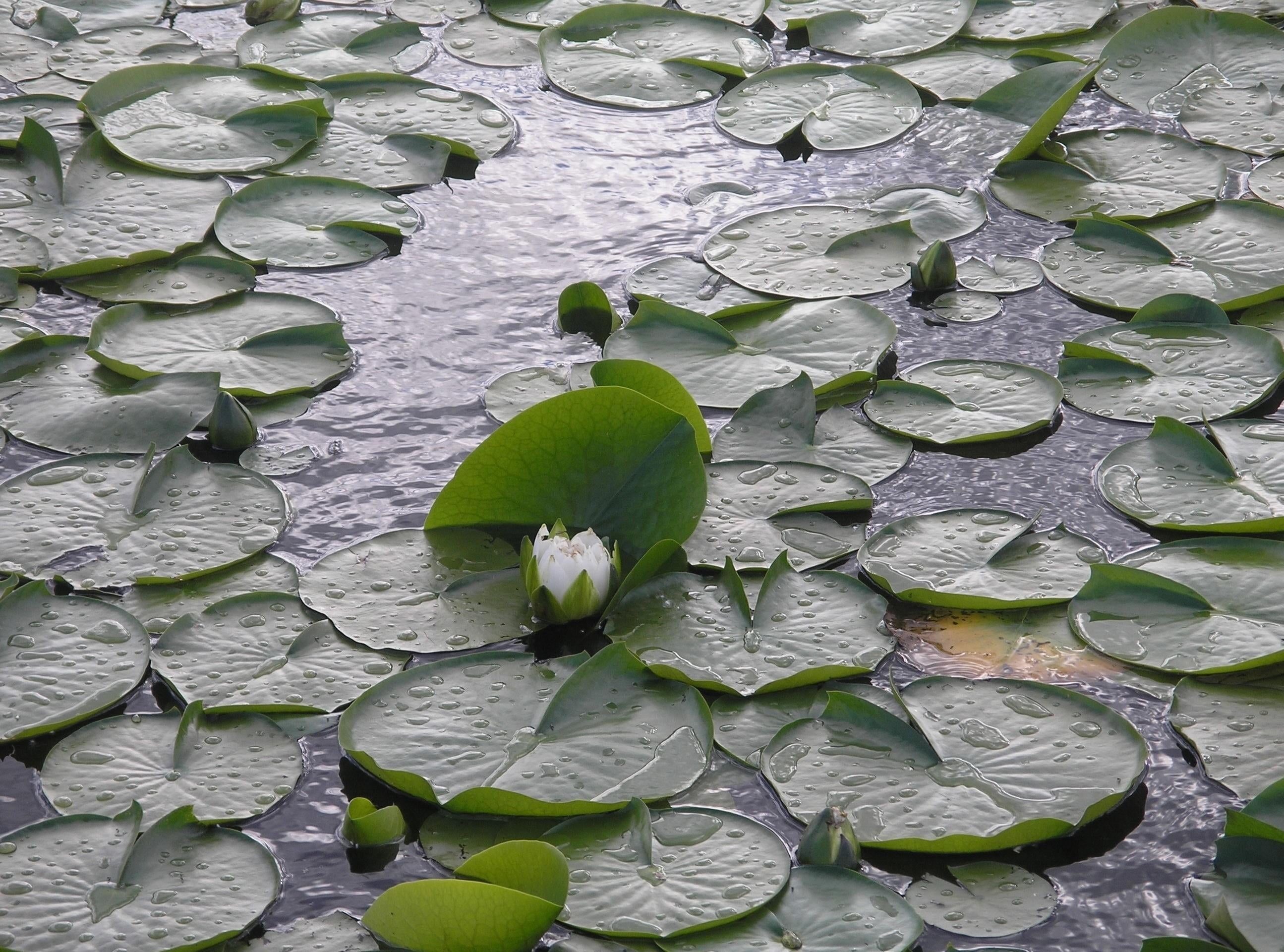 flower, no people, plant part, leaf, nature, white, environment, freshness, floating on water, green Color, growth, backgrounds, water, lotus Water Lily, HD Wallpaper