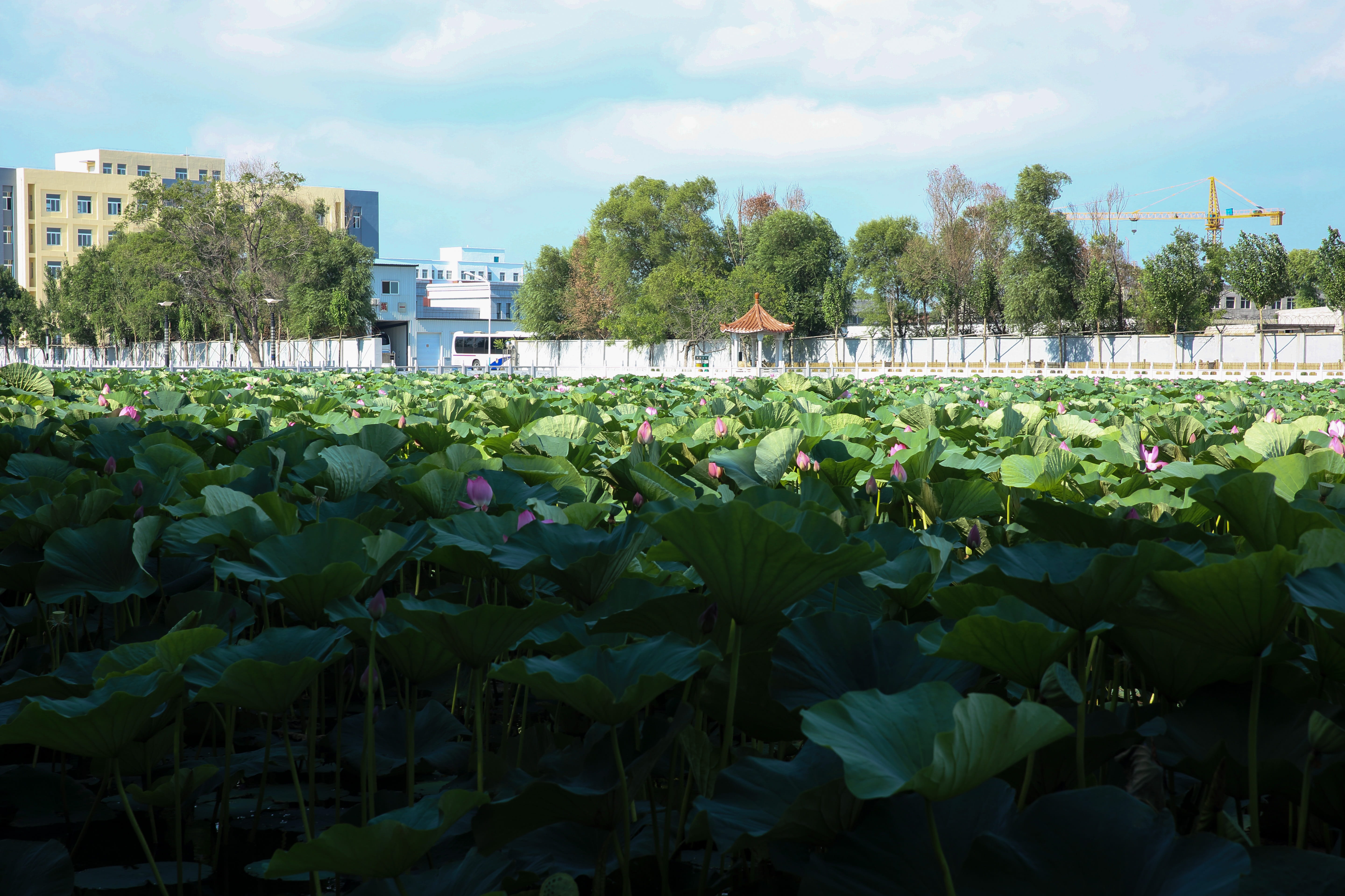 green color, water, no people, day, outdoors, built structure, cloud - sky, building exterior, lotus water lily, growth, water lily, floating on water, HD Wallpaper